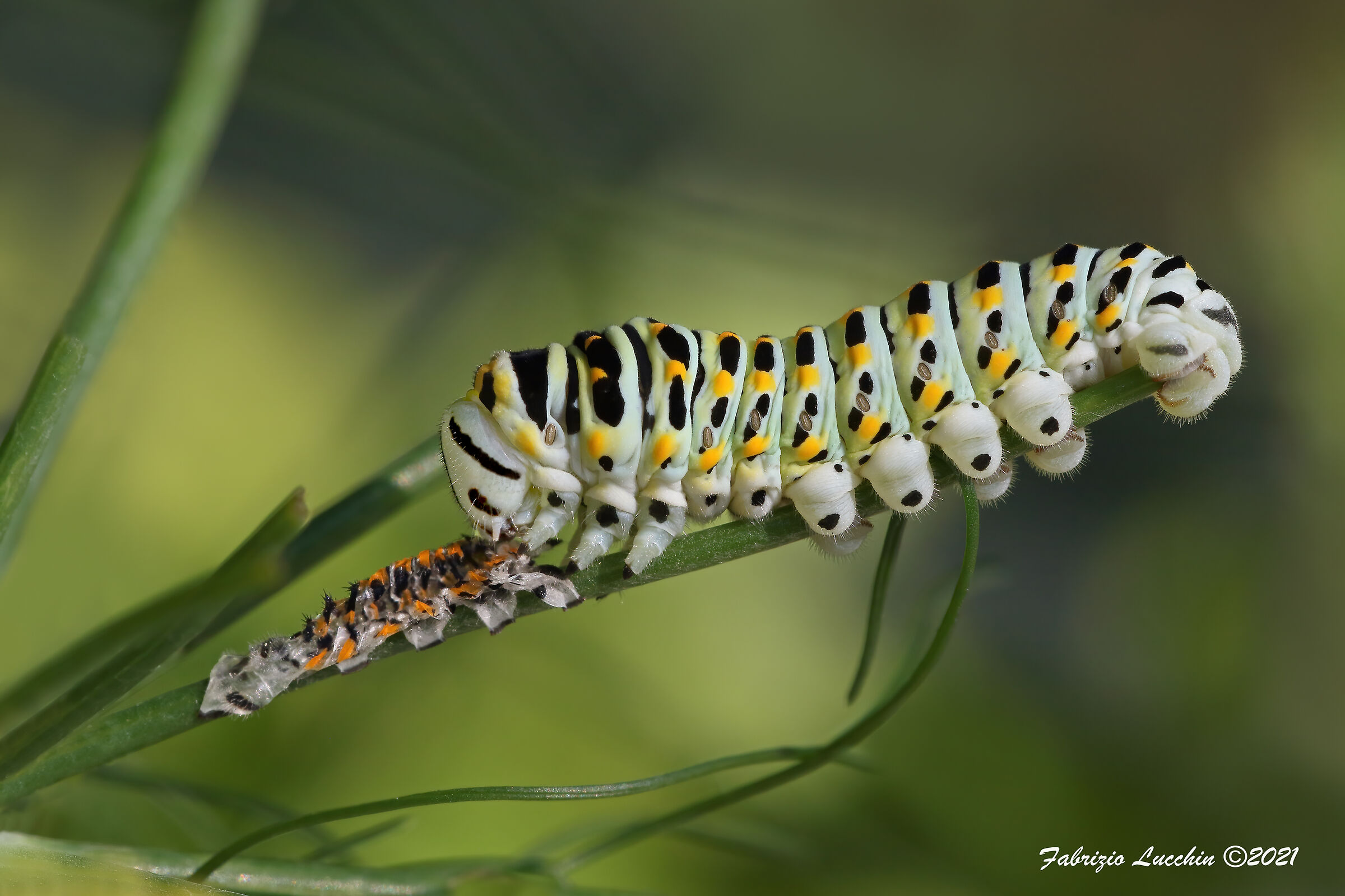 Bruco papilio machaon 3° stadio mentre mangia l'esuv...