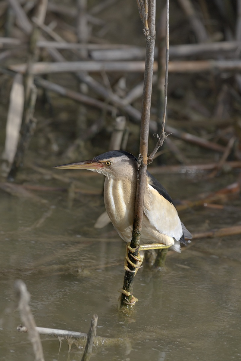 Tarabusino  Ixobrychus minutus