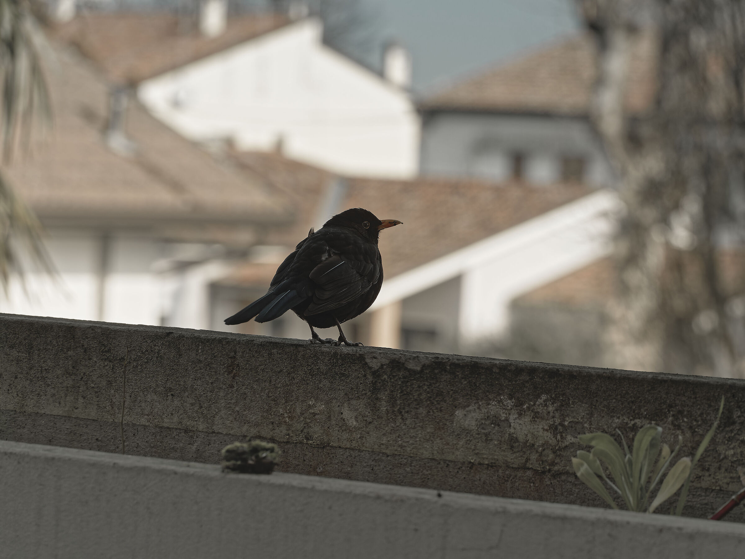 Il solito merlo...