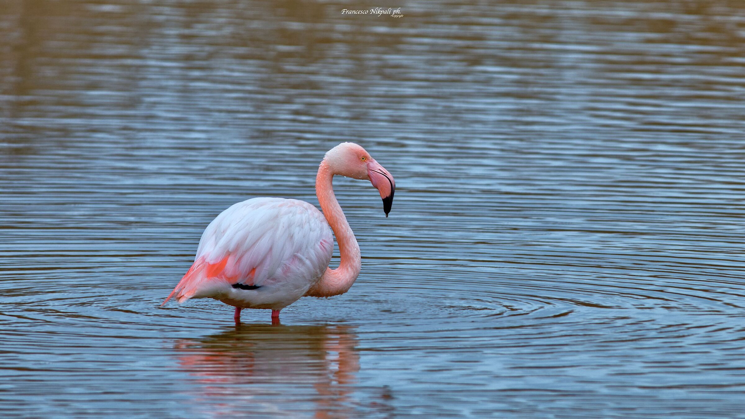 Riserva naturale Sentina