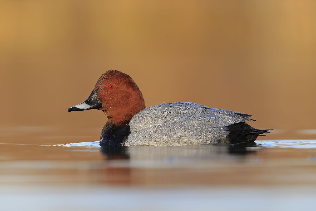 Common pochard