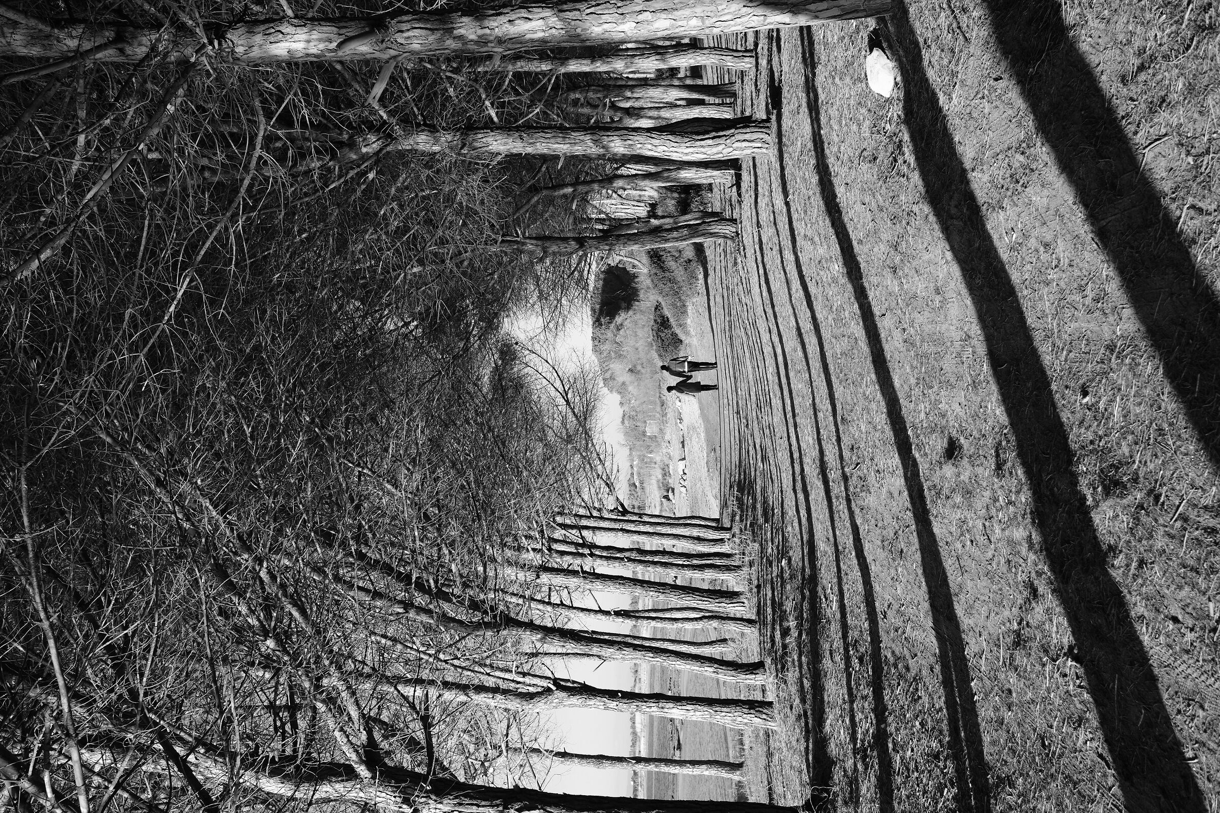 Walk in the pine forest