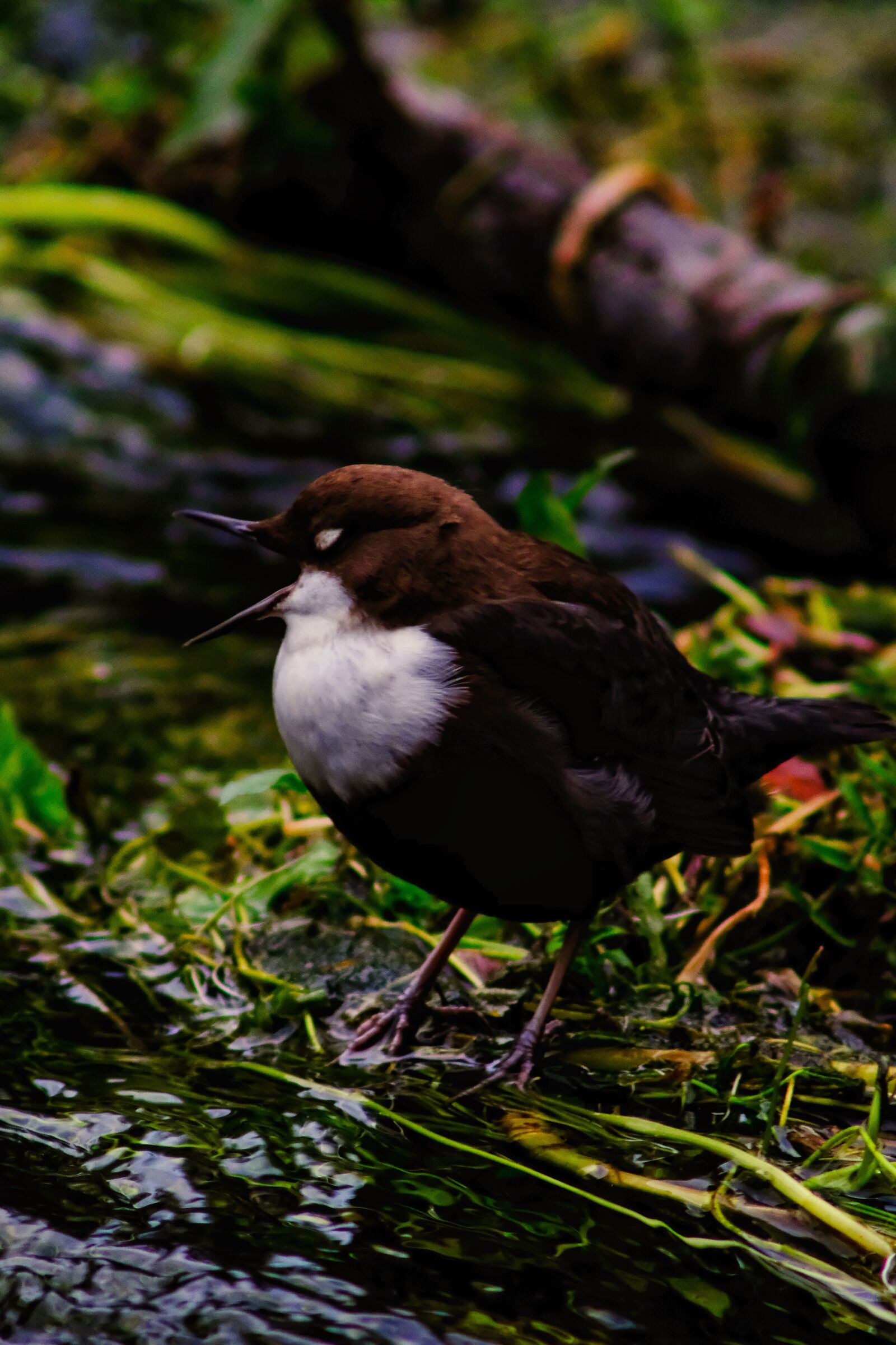 chubby screamer. (Cinclus cinclus)