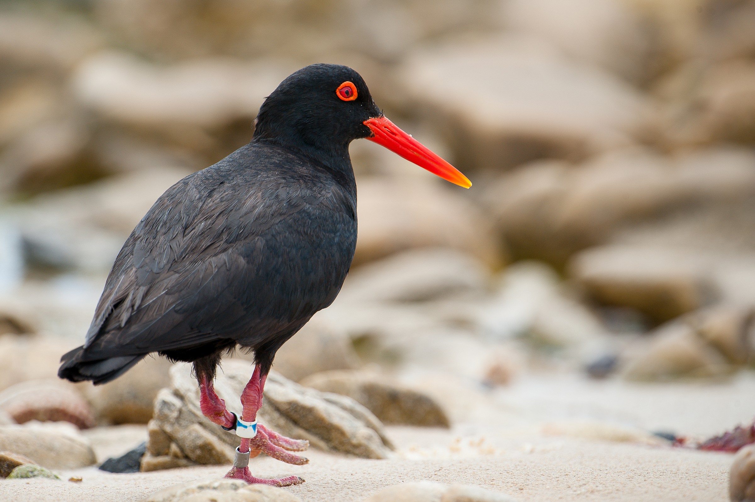 African oystercatcher