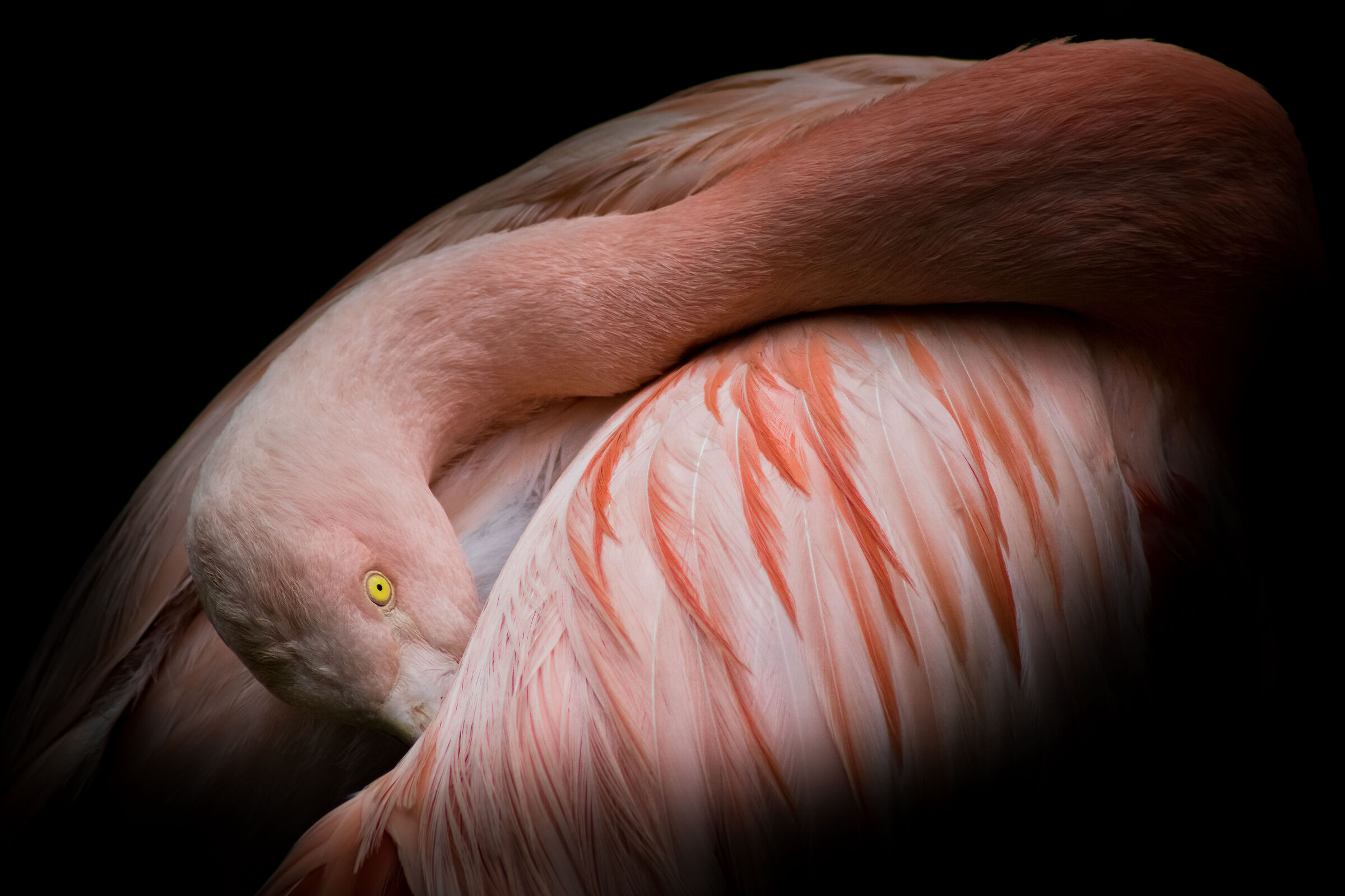 Fenicottero del Cile