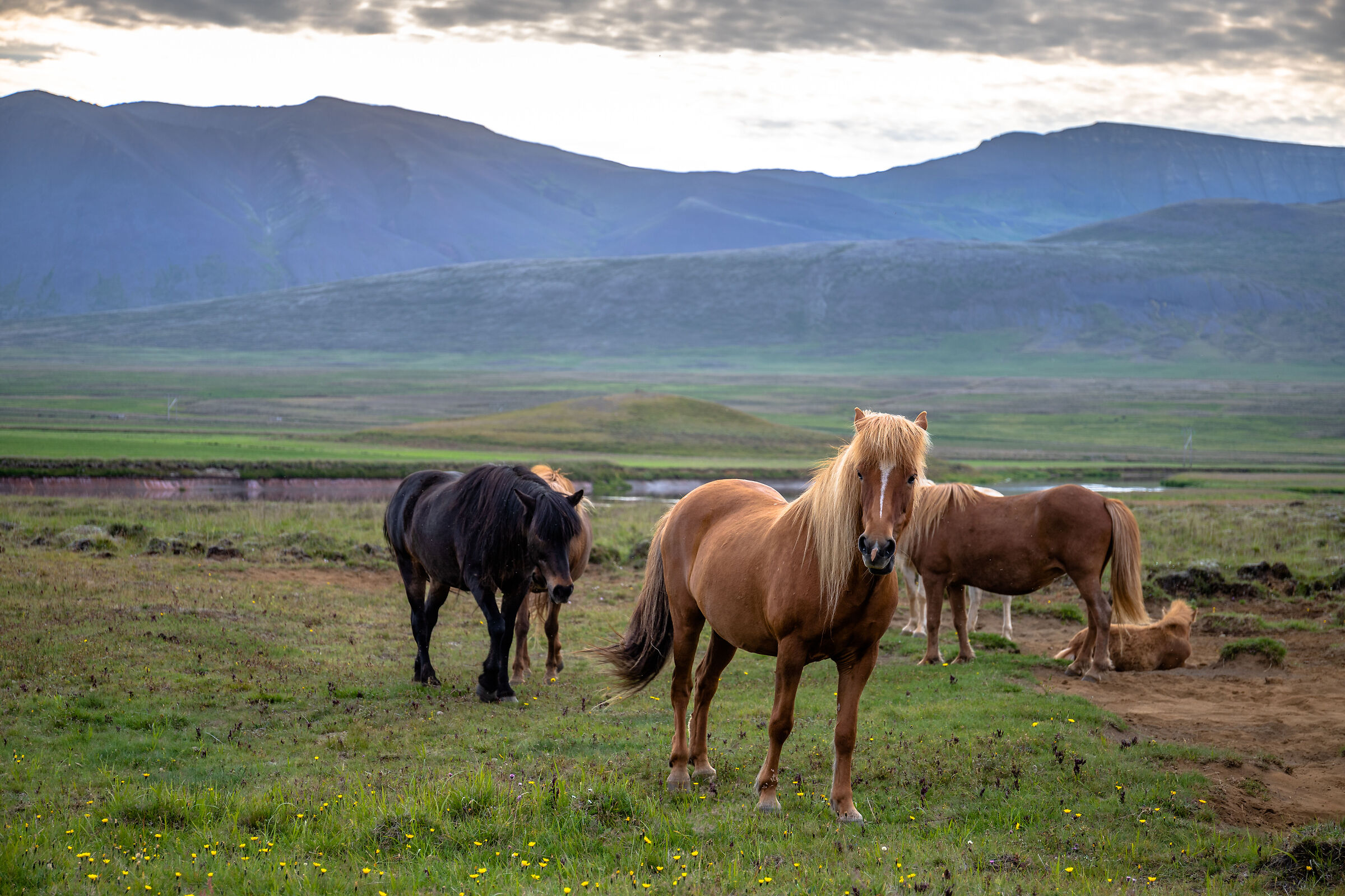 Icelandic horses