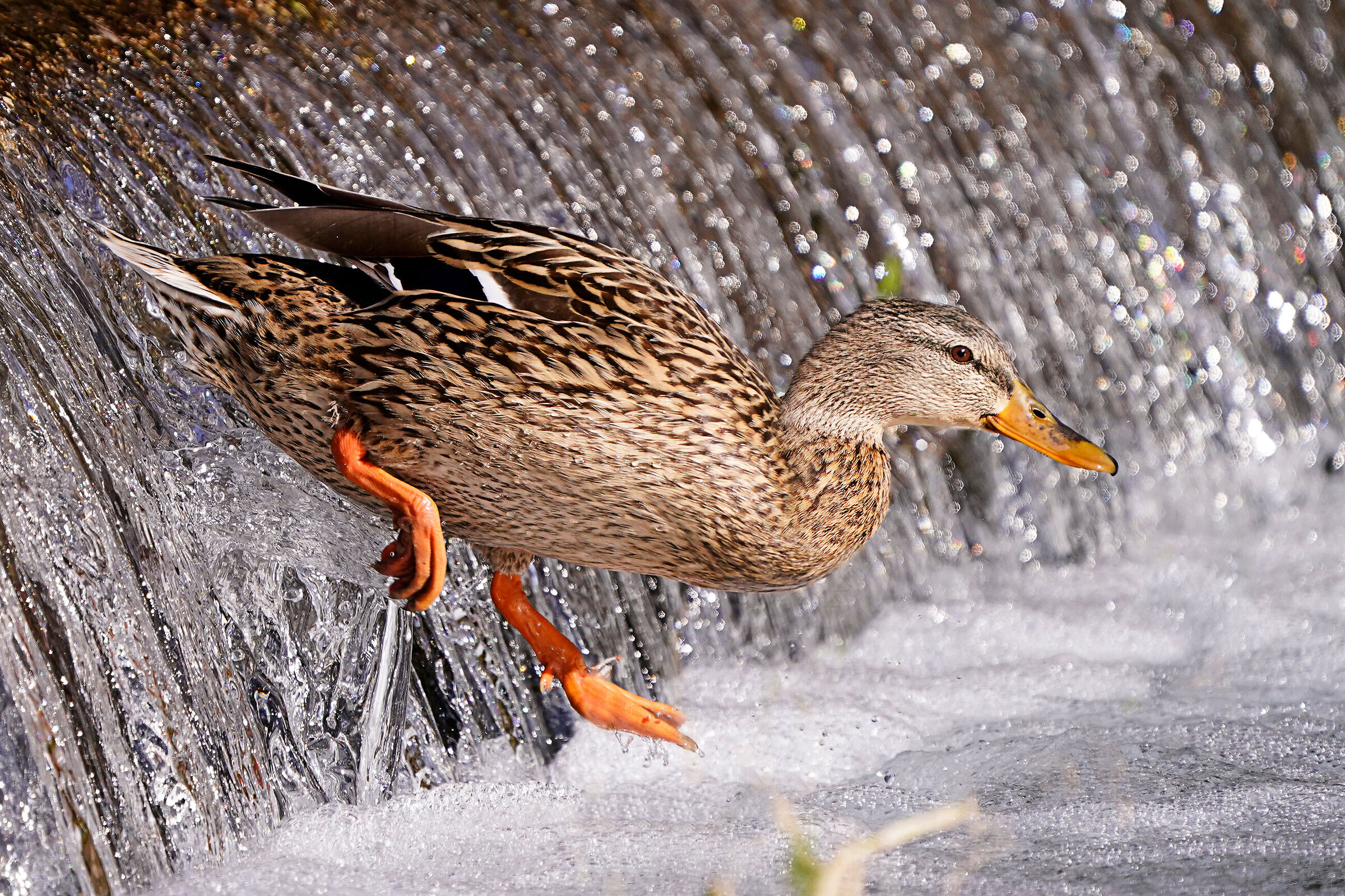 Mallard
