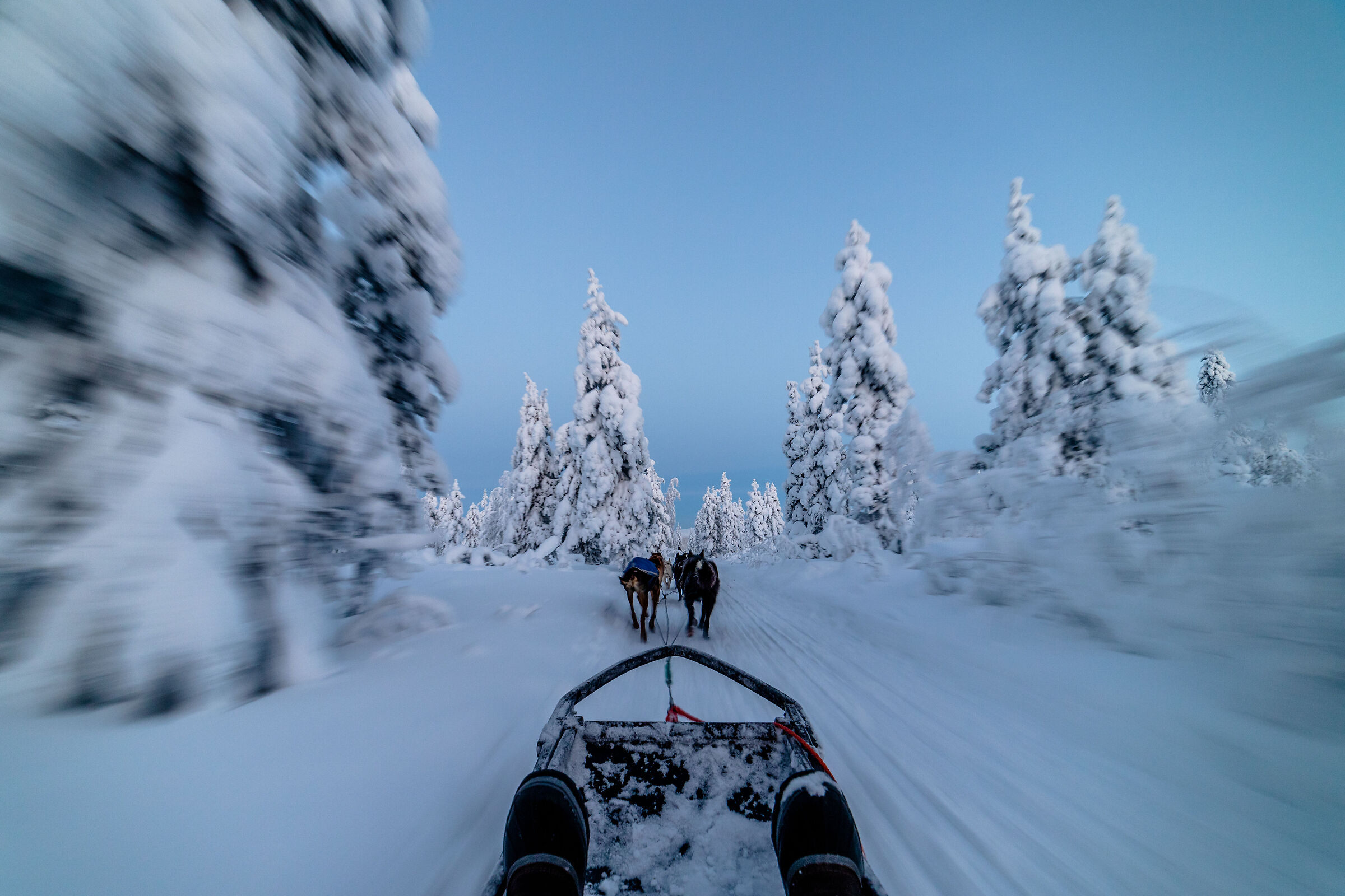 Corsa nella foresta innevata