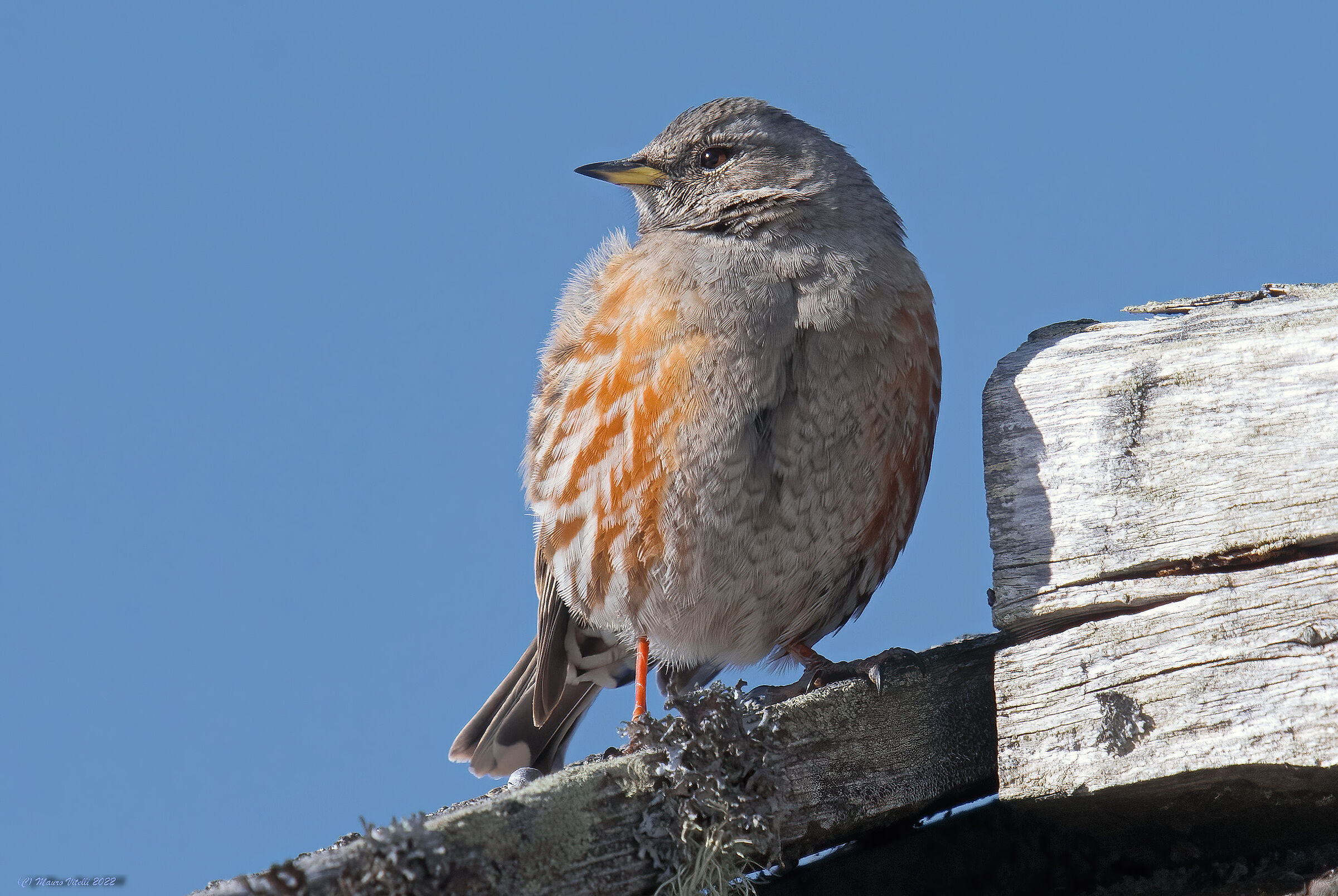 Sordone (Prunella collaris)