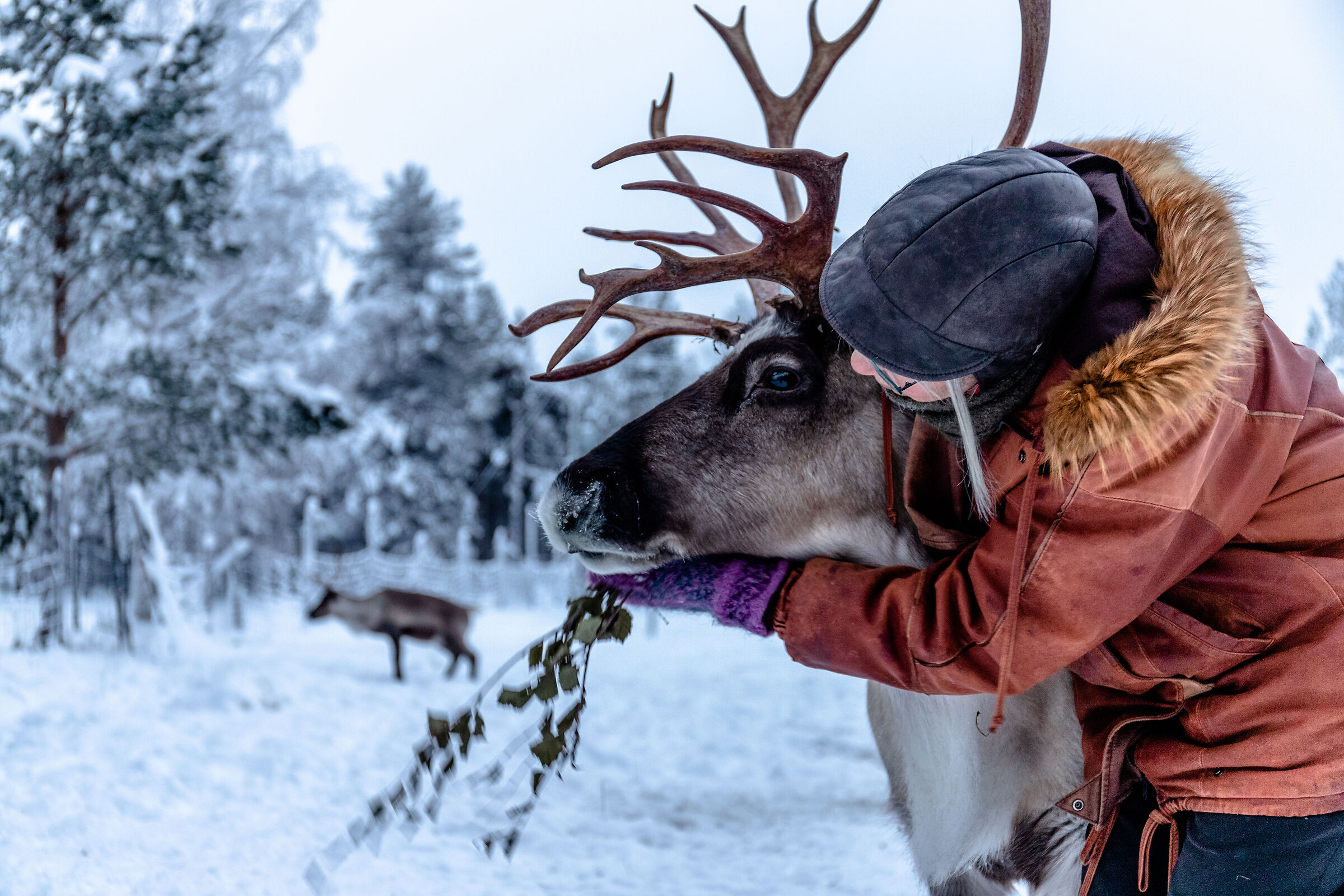 L'allevatrice di renne