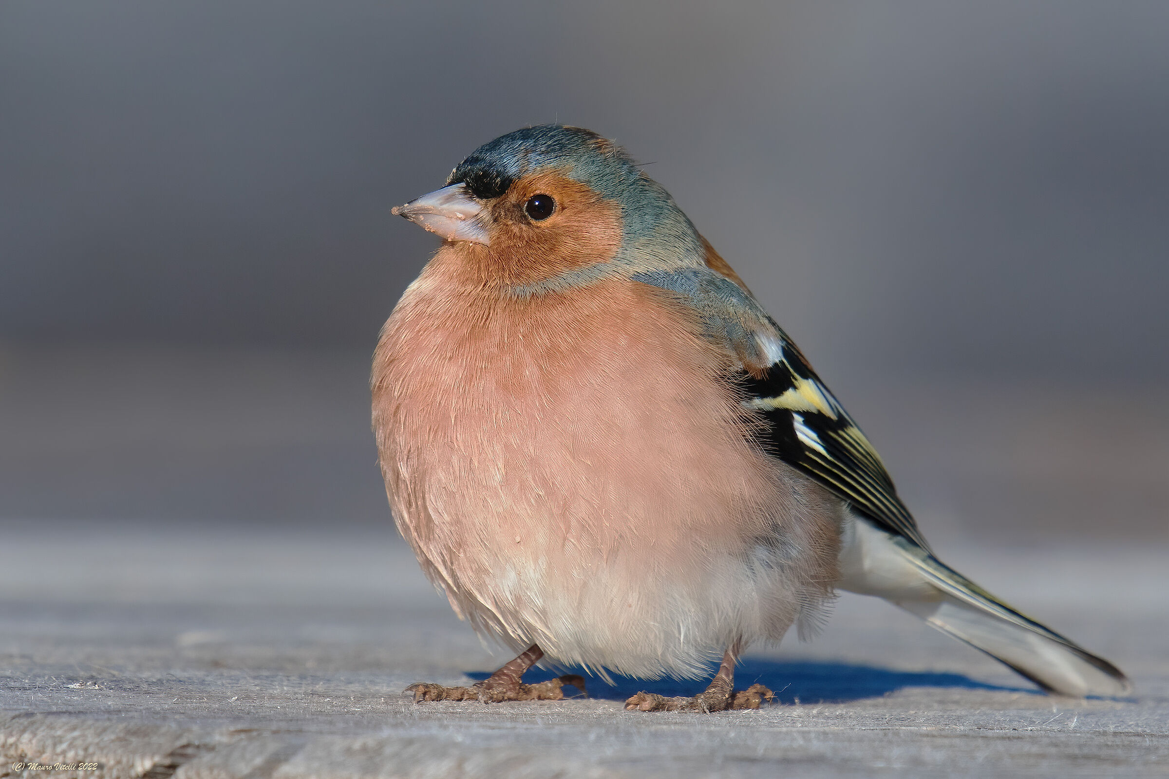 Fringuello (fringilla) maschio