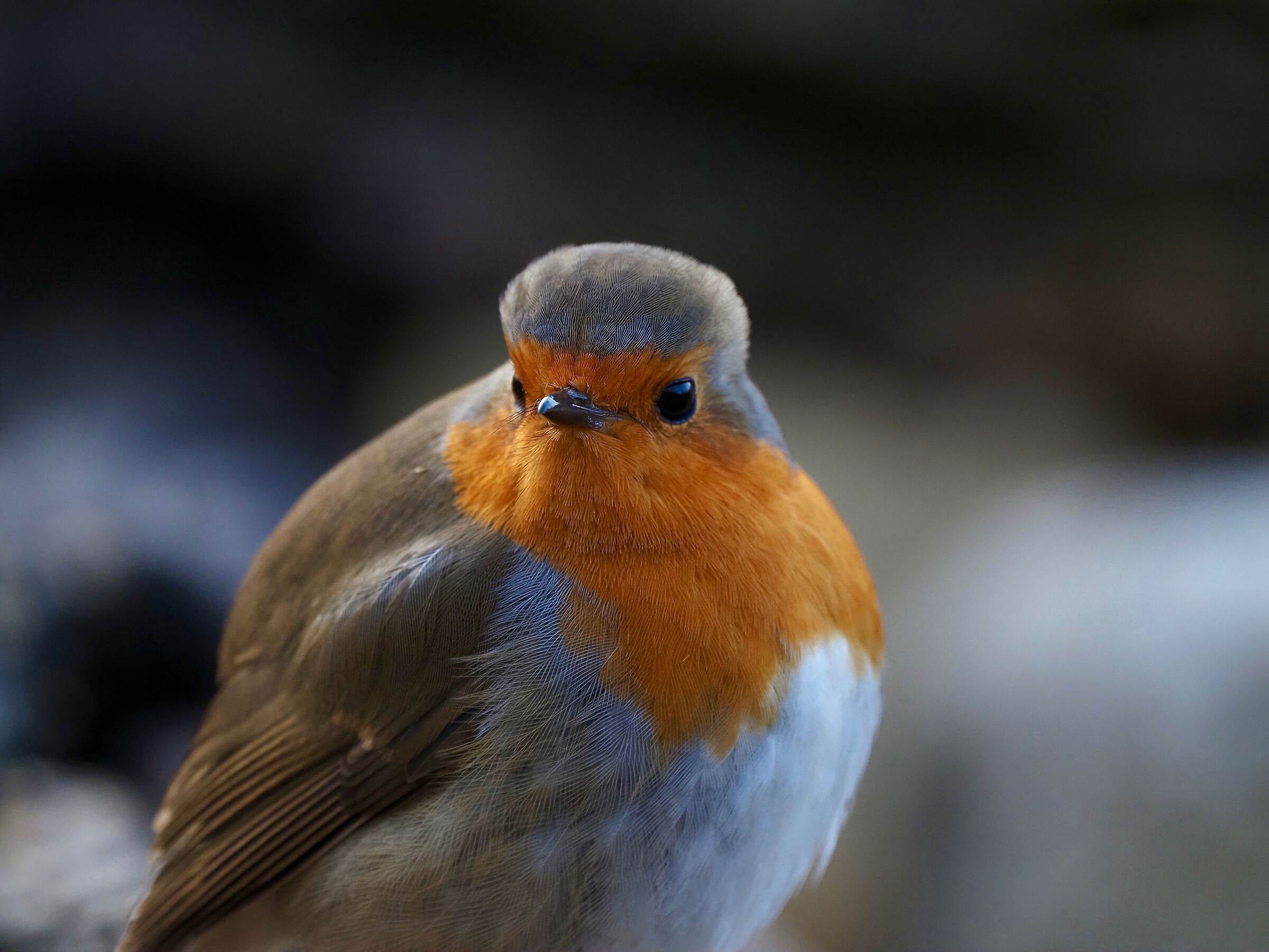 il Pank Robin