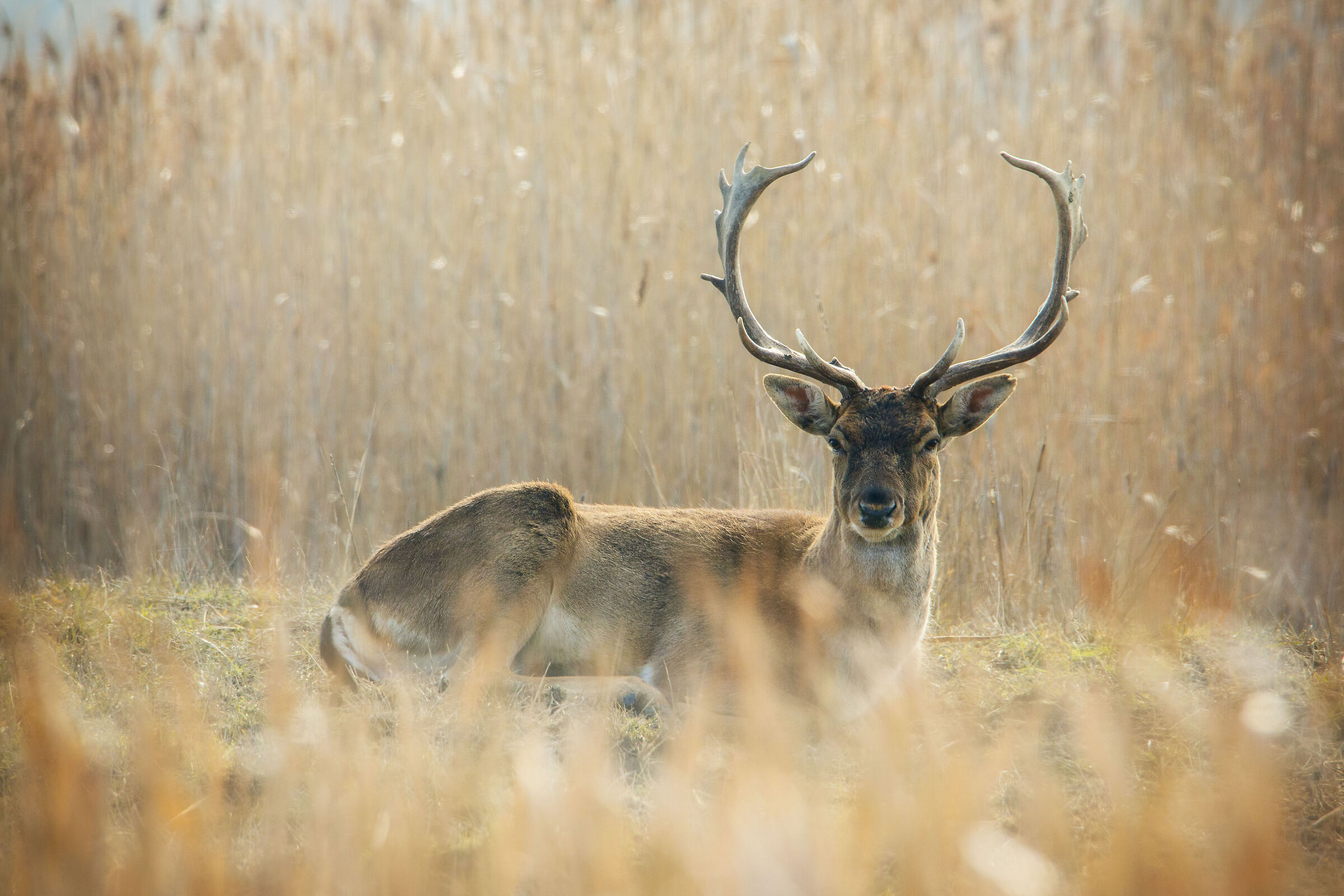 Un sogno ad occhi aperti