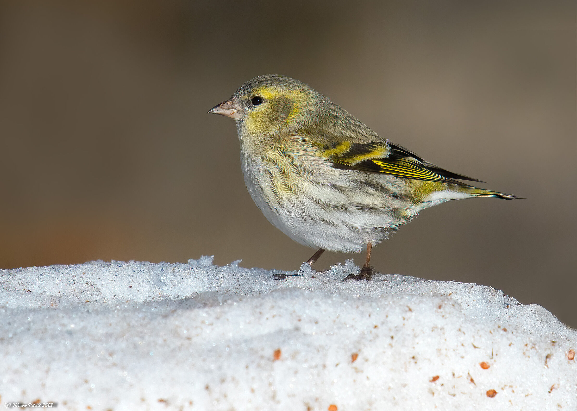 Lucherino (Carduelis spinus) femmina