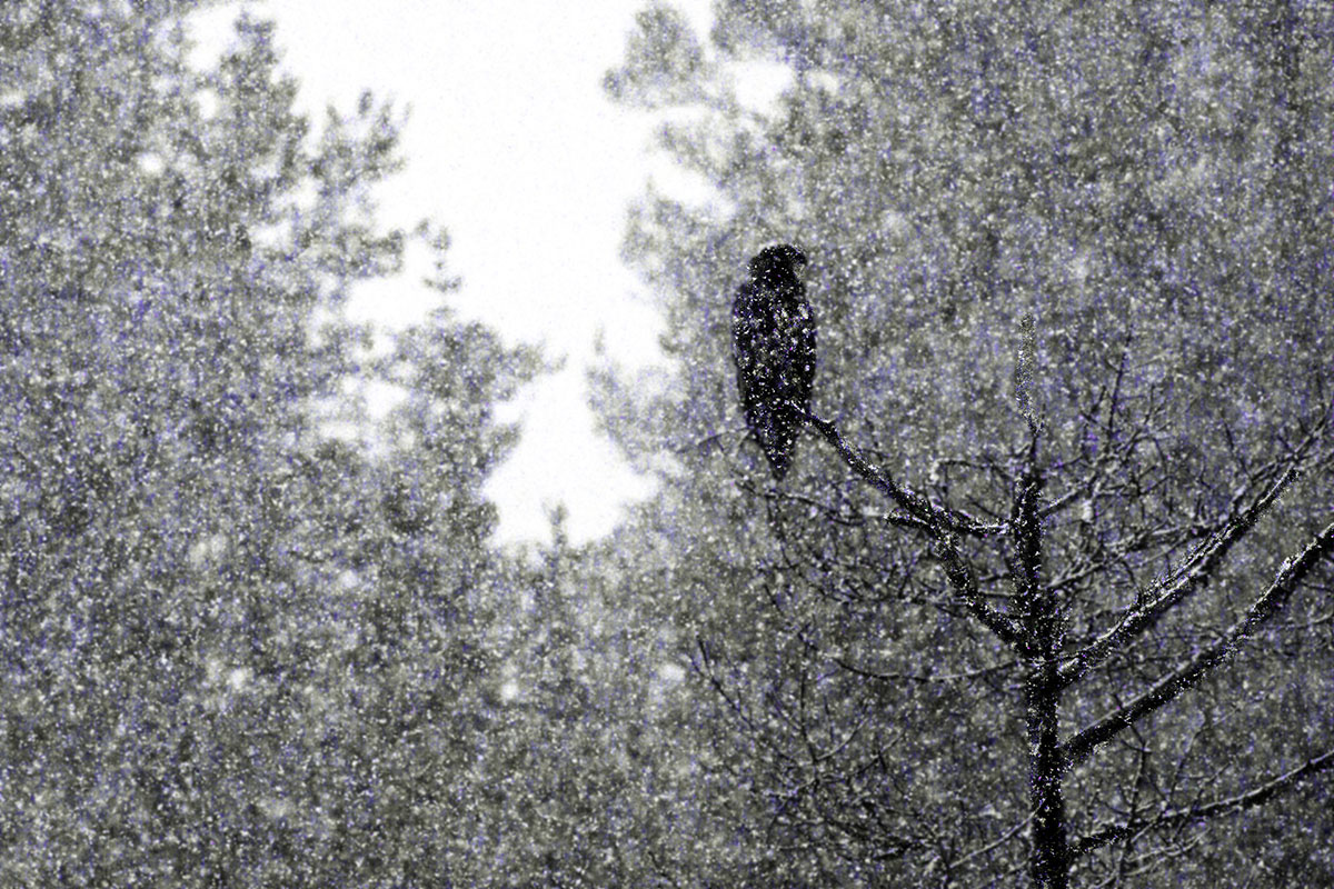 l'aquila sotto la neve