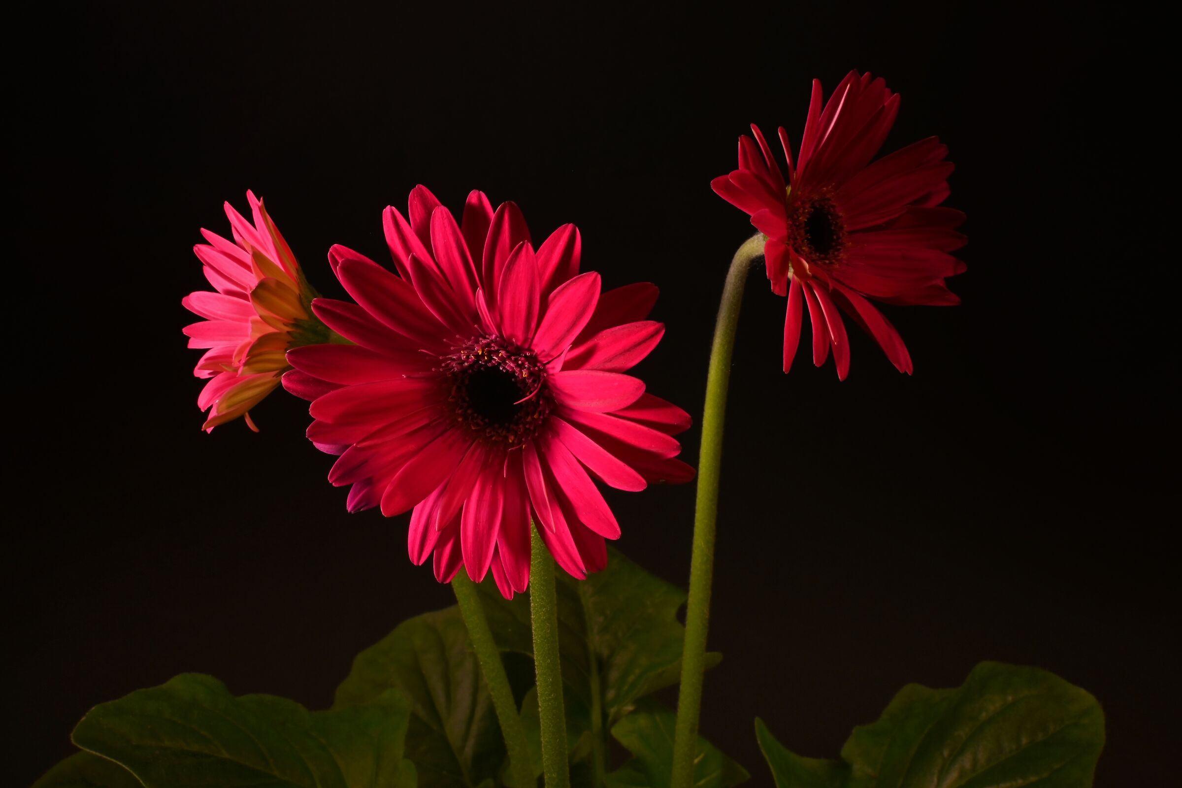 Fuchsia