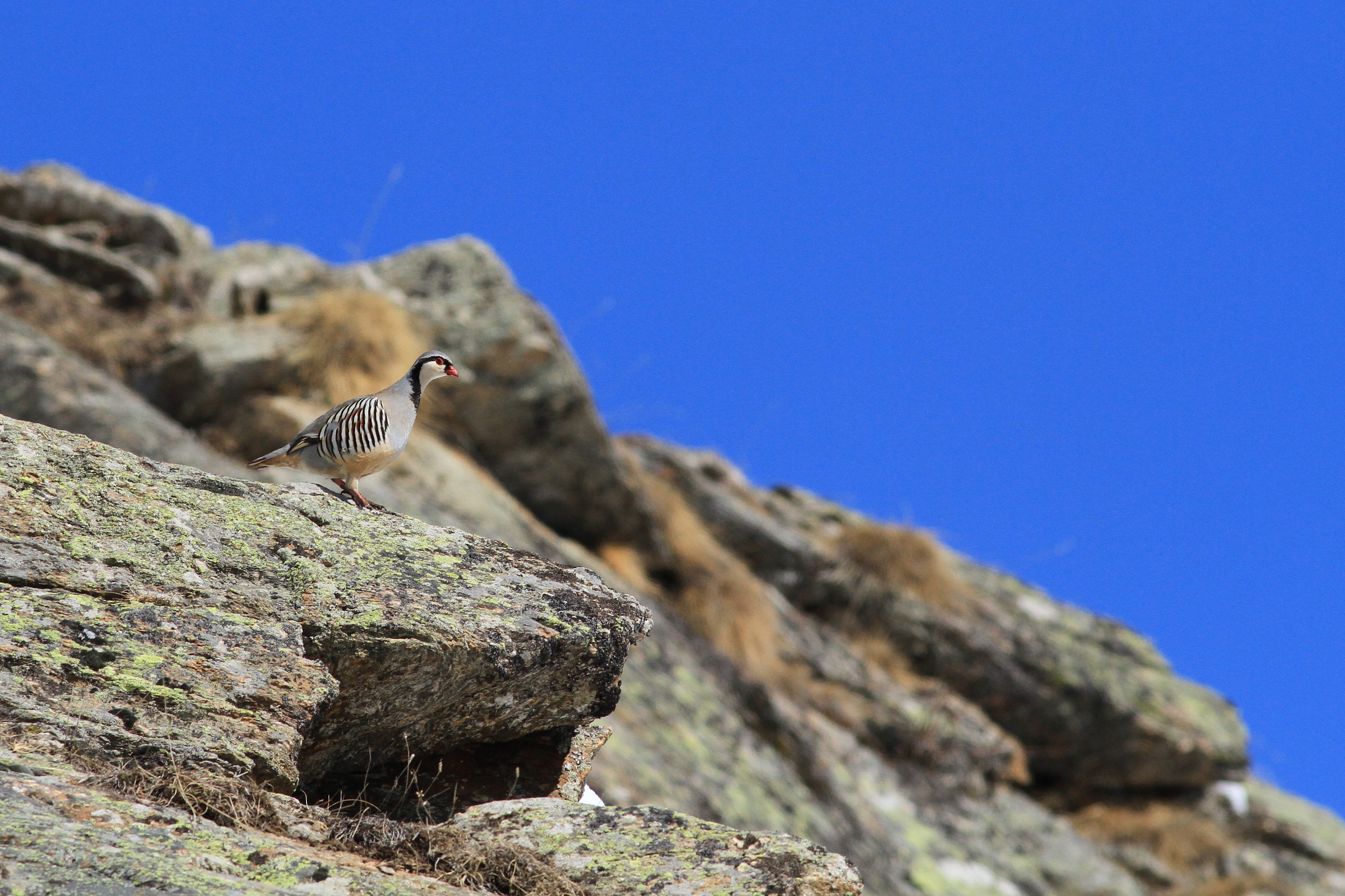coturnice ambientata