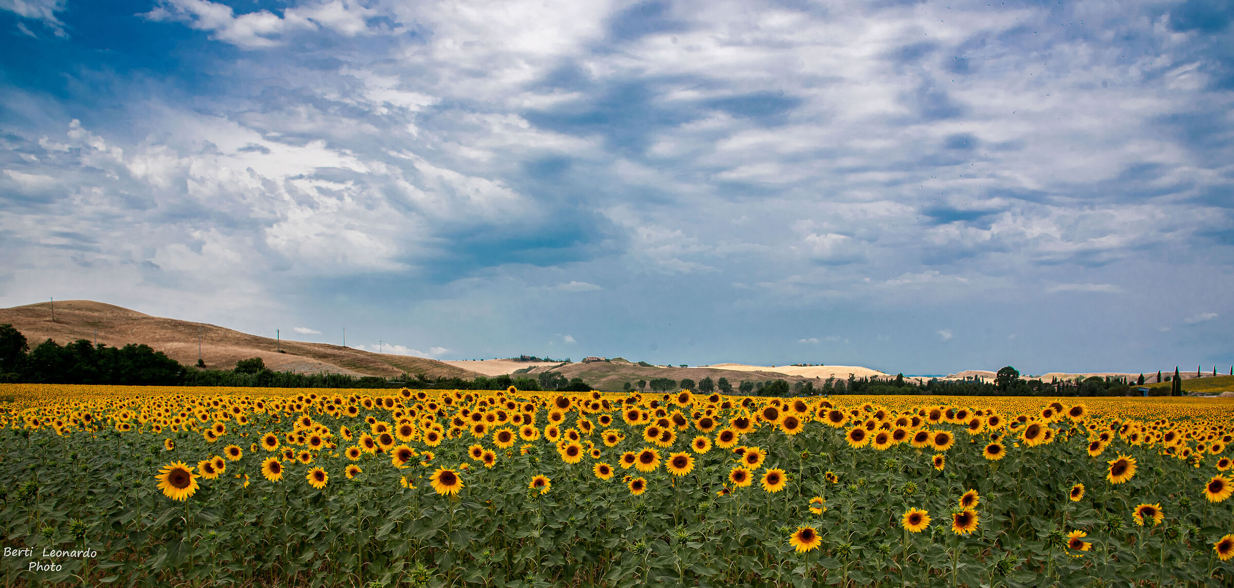 SUNFLOWERS IN VAL D'ORCIA