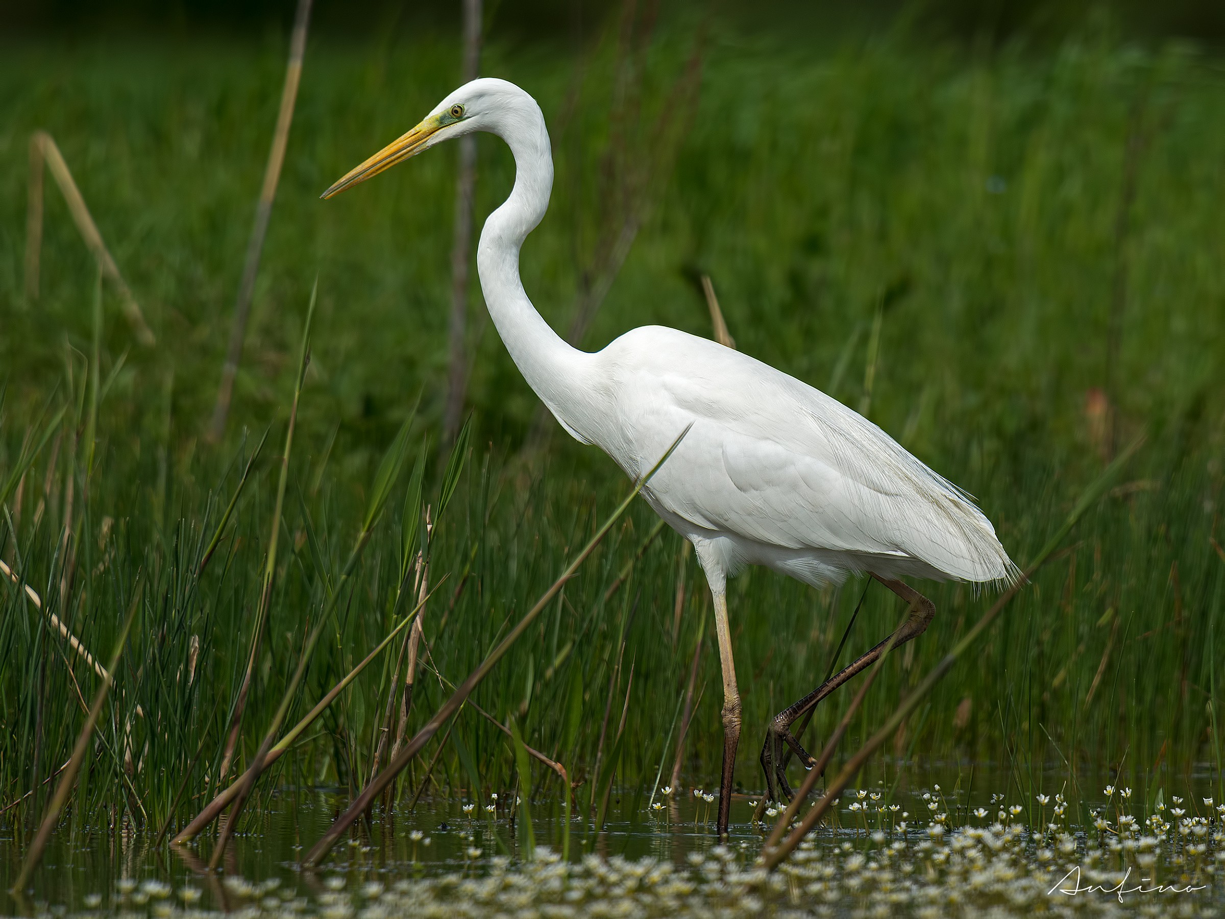 A white heron