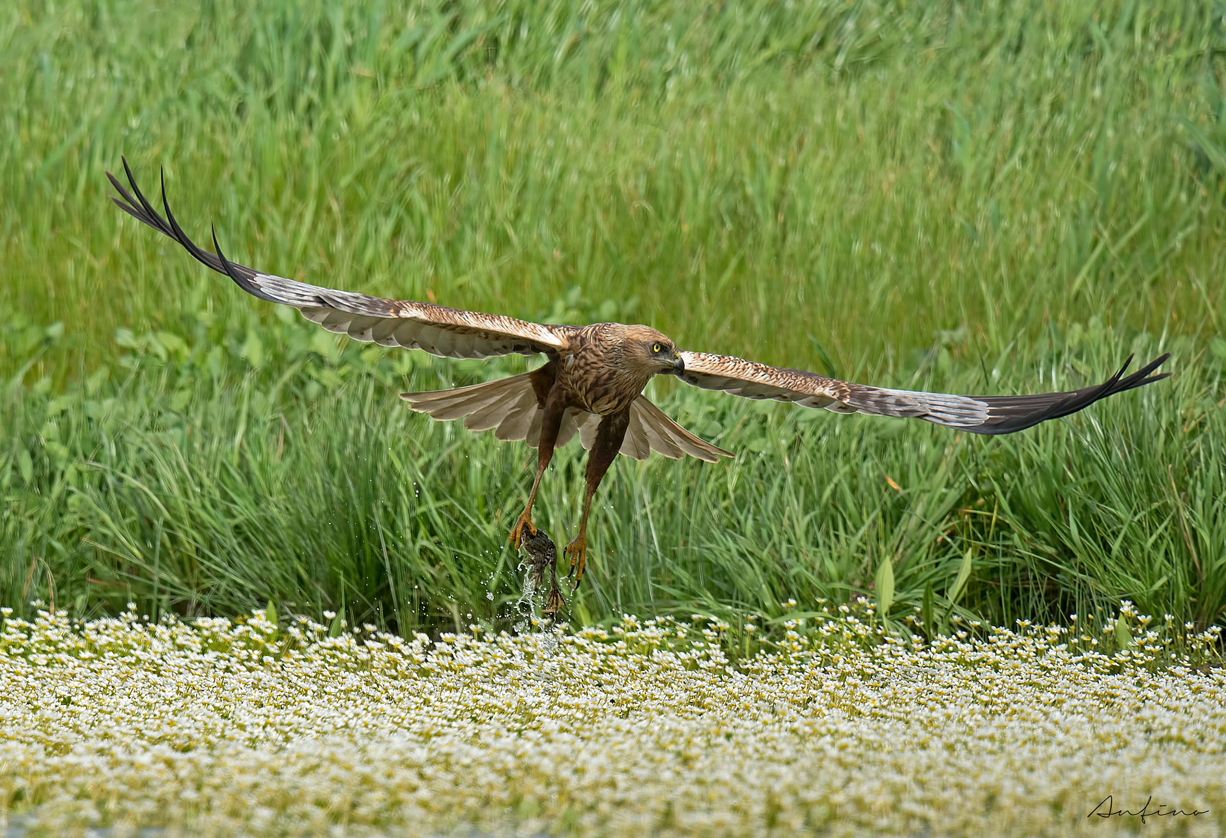 Marsh Harrier