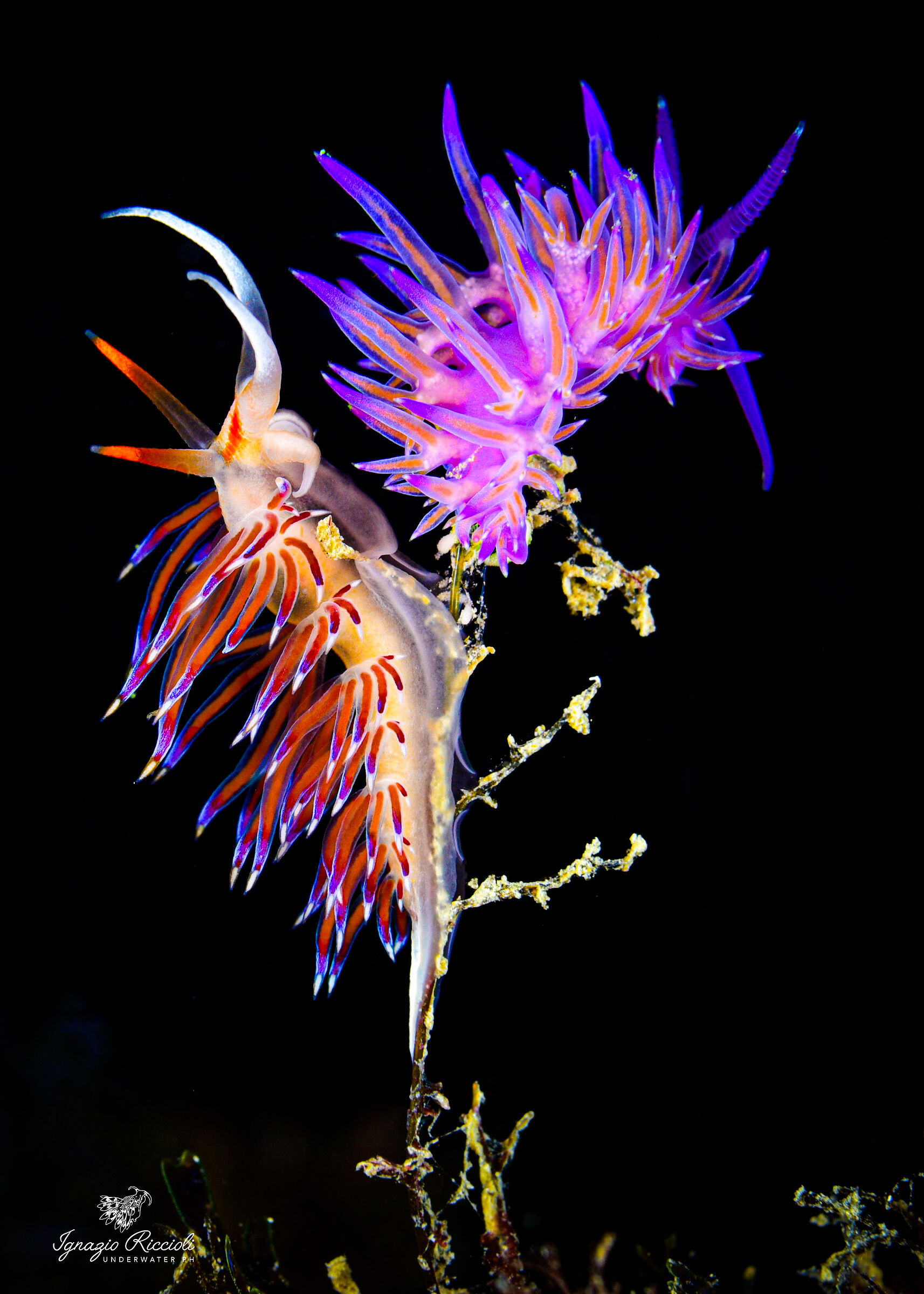 Flabellina affinis Cratena peregrina