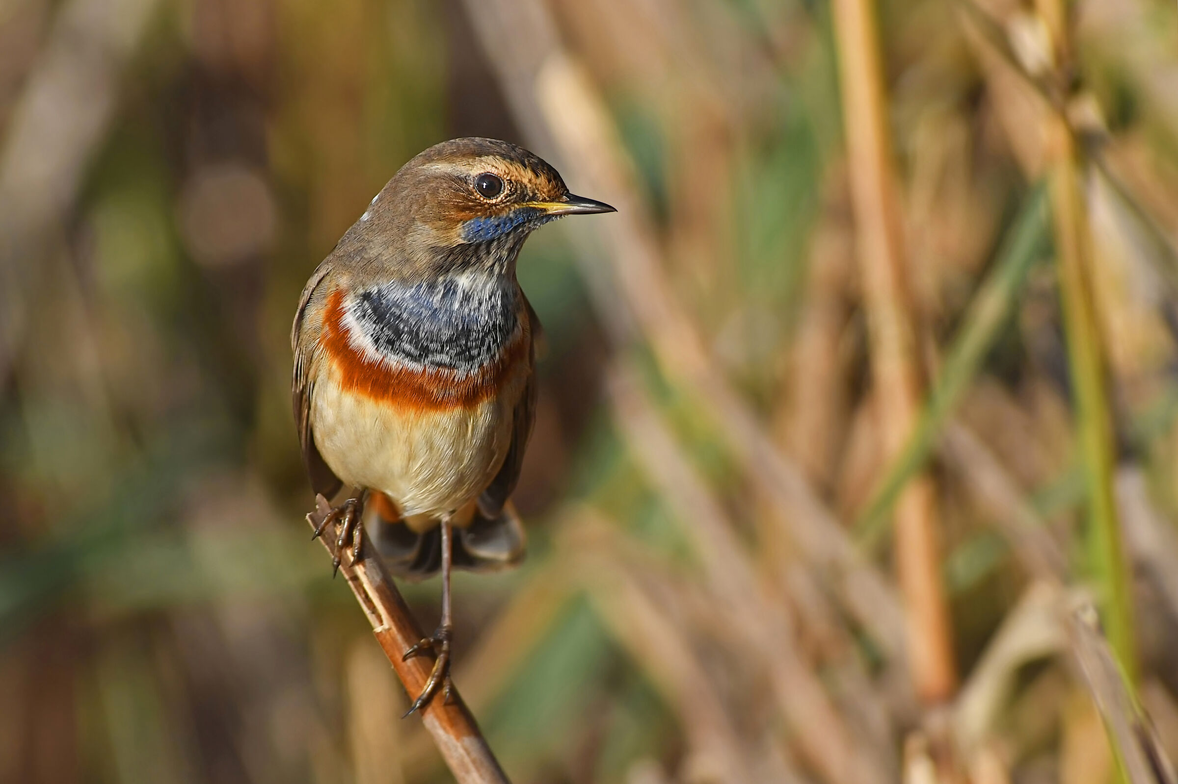 Stories of feathers 6 ( Bluecomb )