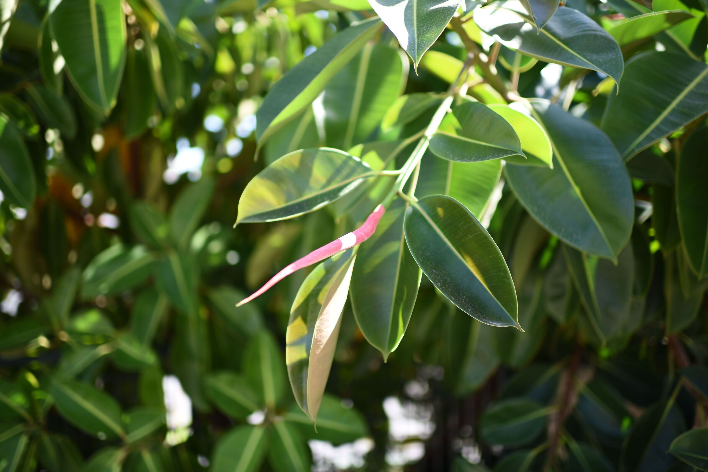 F. 1.4 / Nikon 750- Tamron 35, 1.4