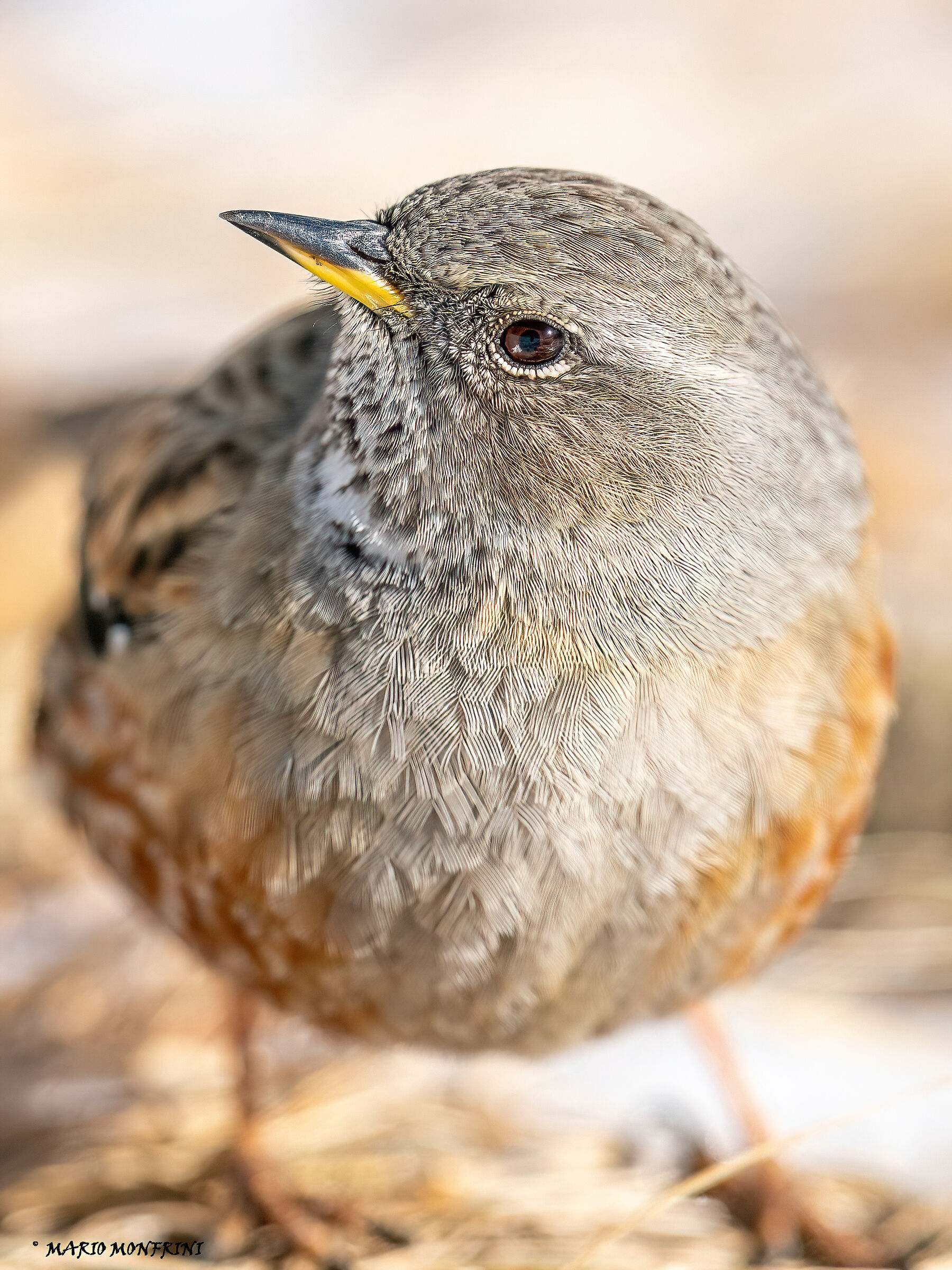 Close encounter with the sordone