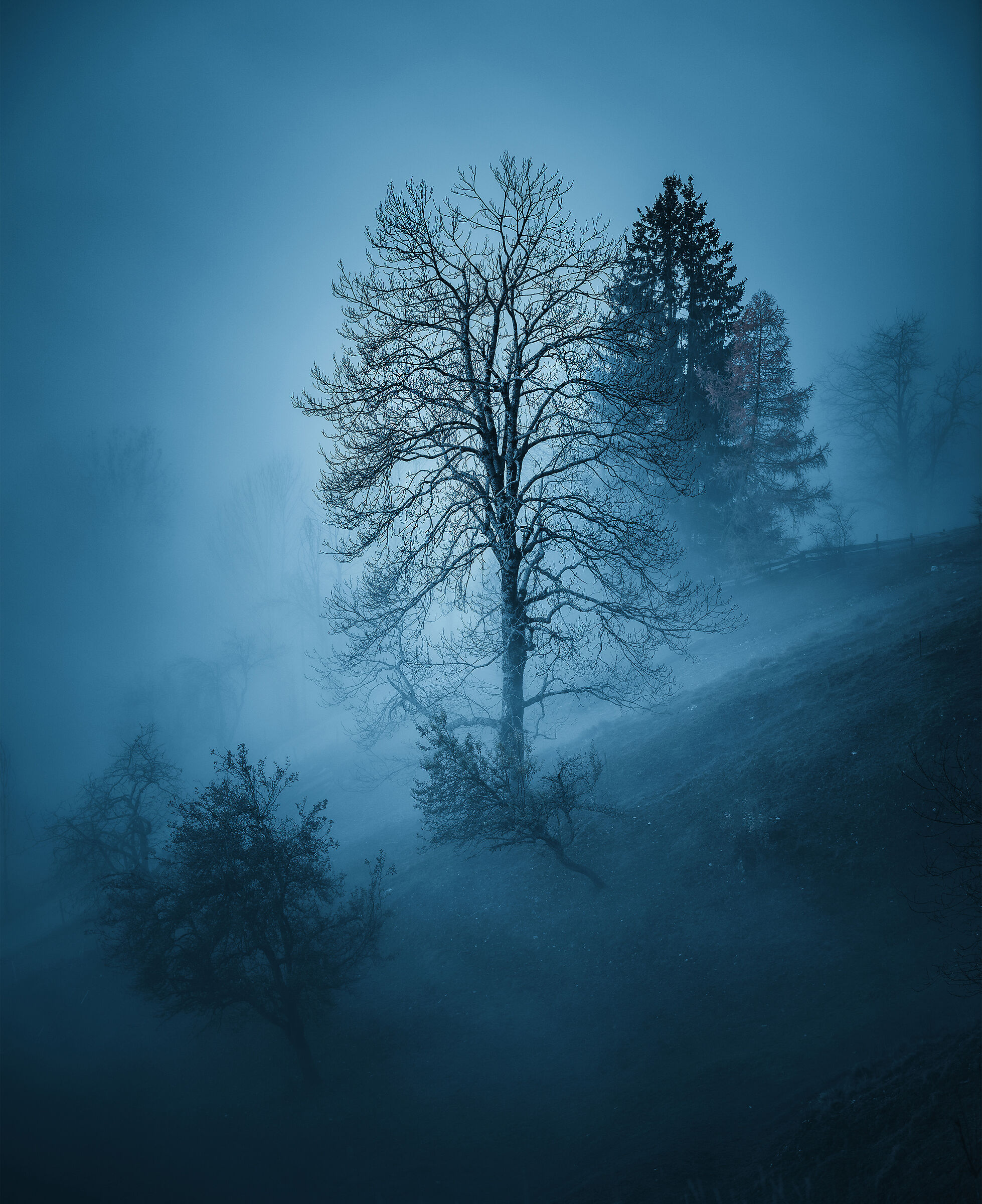 Foresta mistica