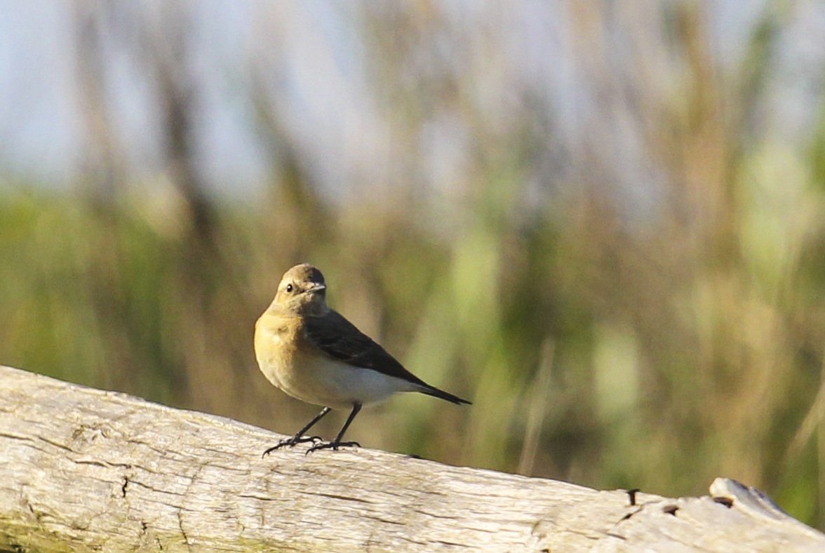 wheatear female