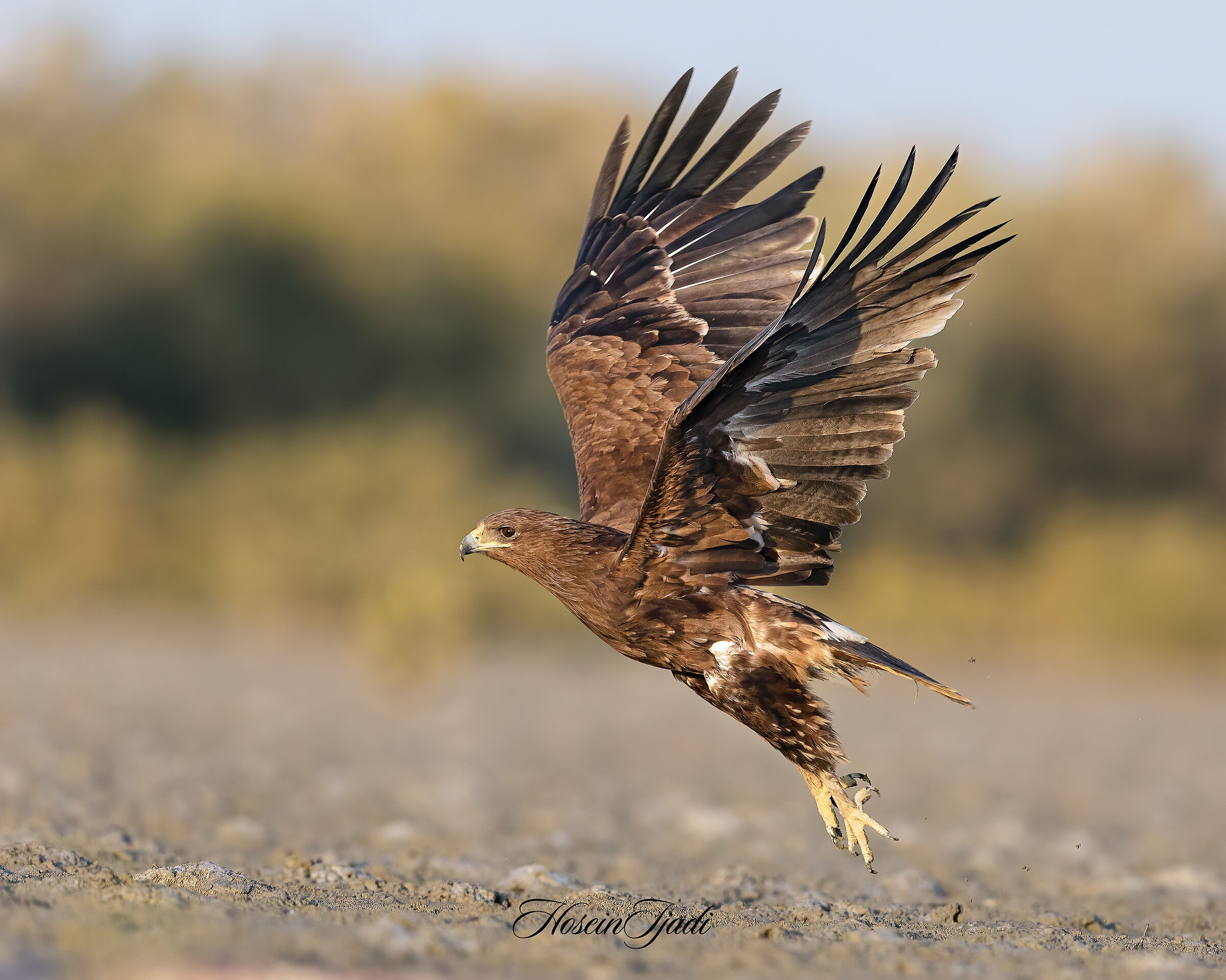 Aquila maculata