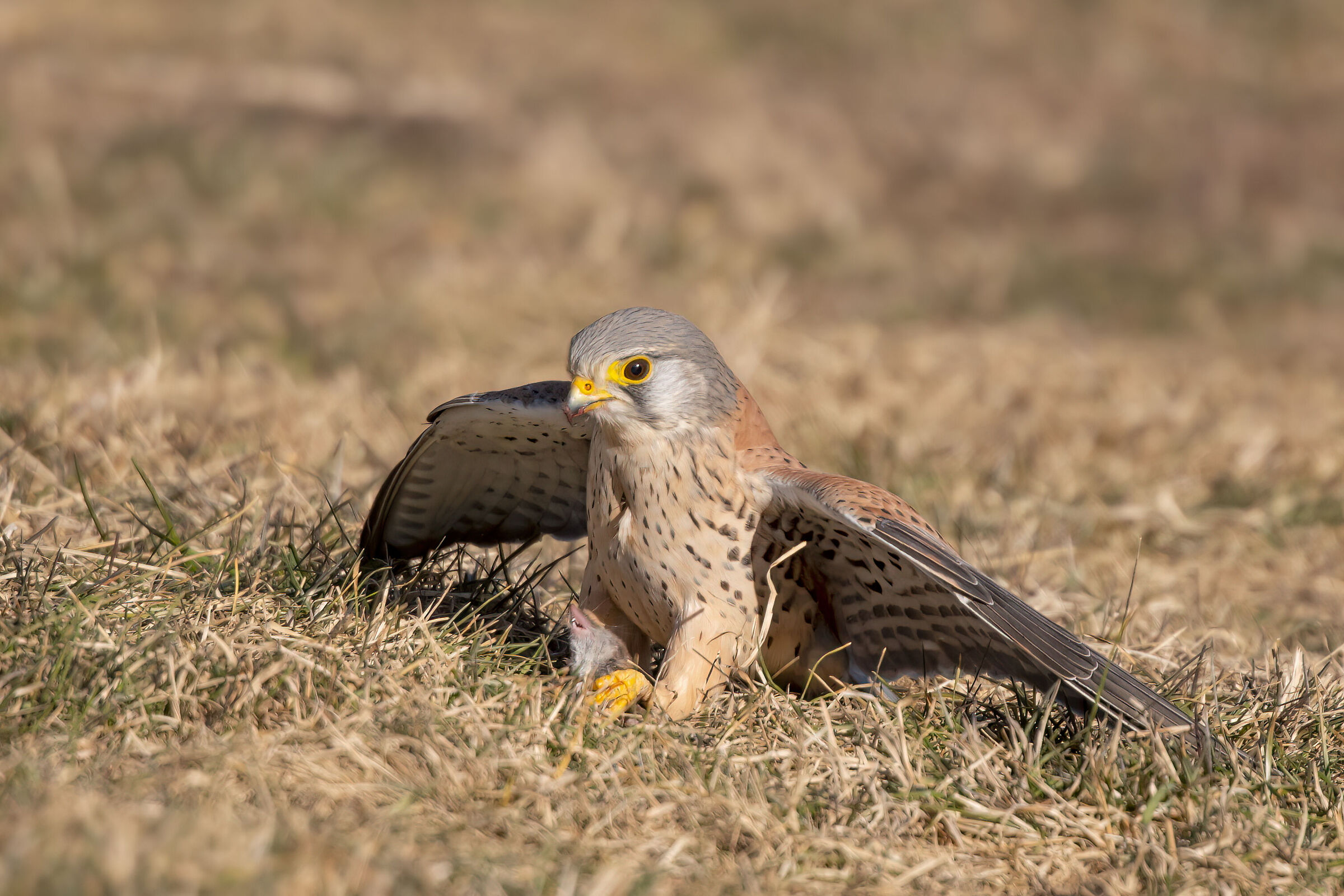 Gheppio maschio con cattura