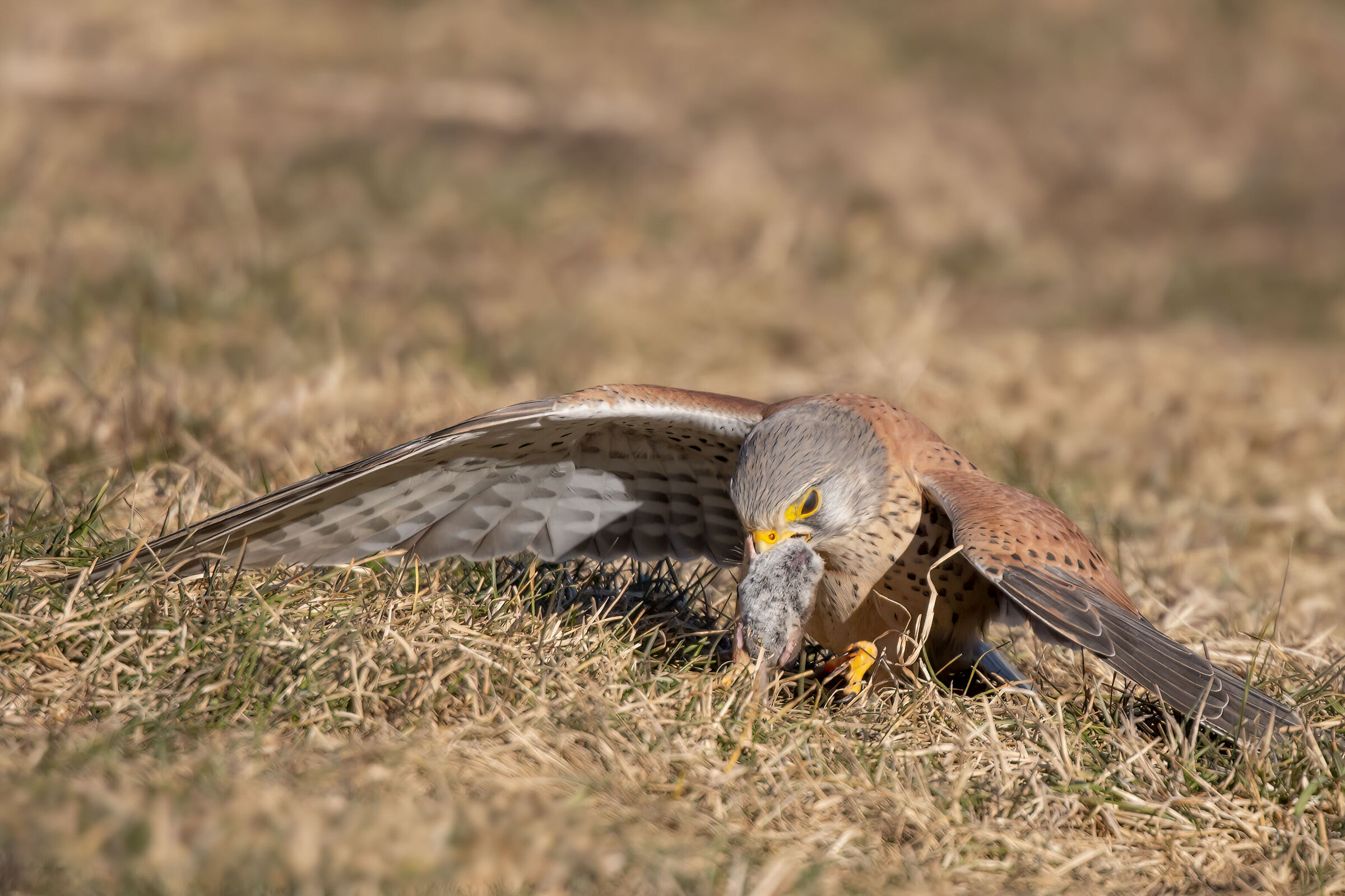 Gheppio maschio con cattura