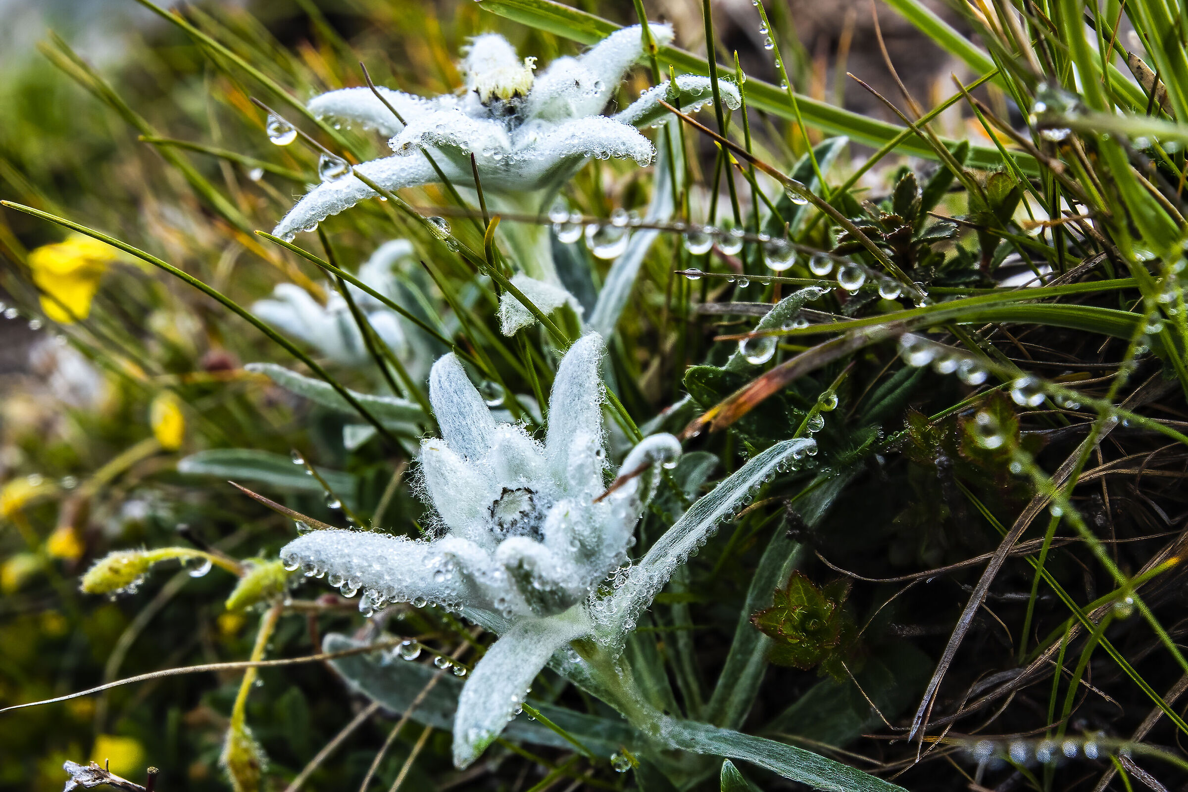 Edelweiss bathed in dew