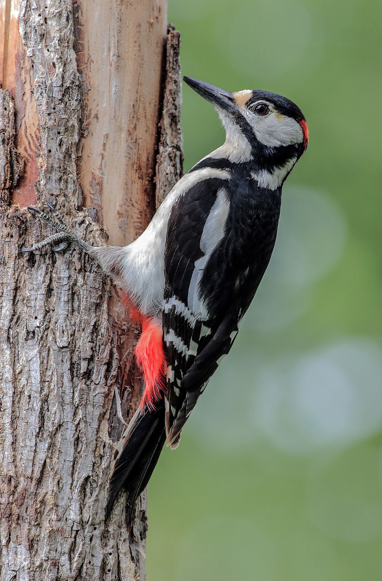 Picchio rosso maggiore maschio (dendrocopos major)