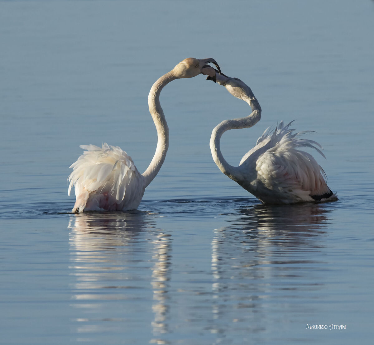 Corteggiamento o disputa territoriale