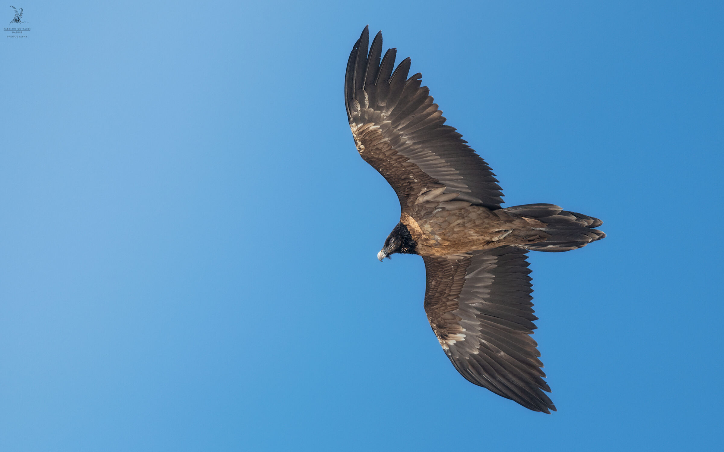 Young Bearded Vulture