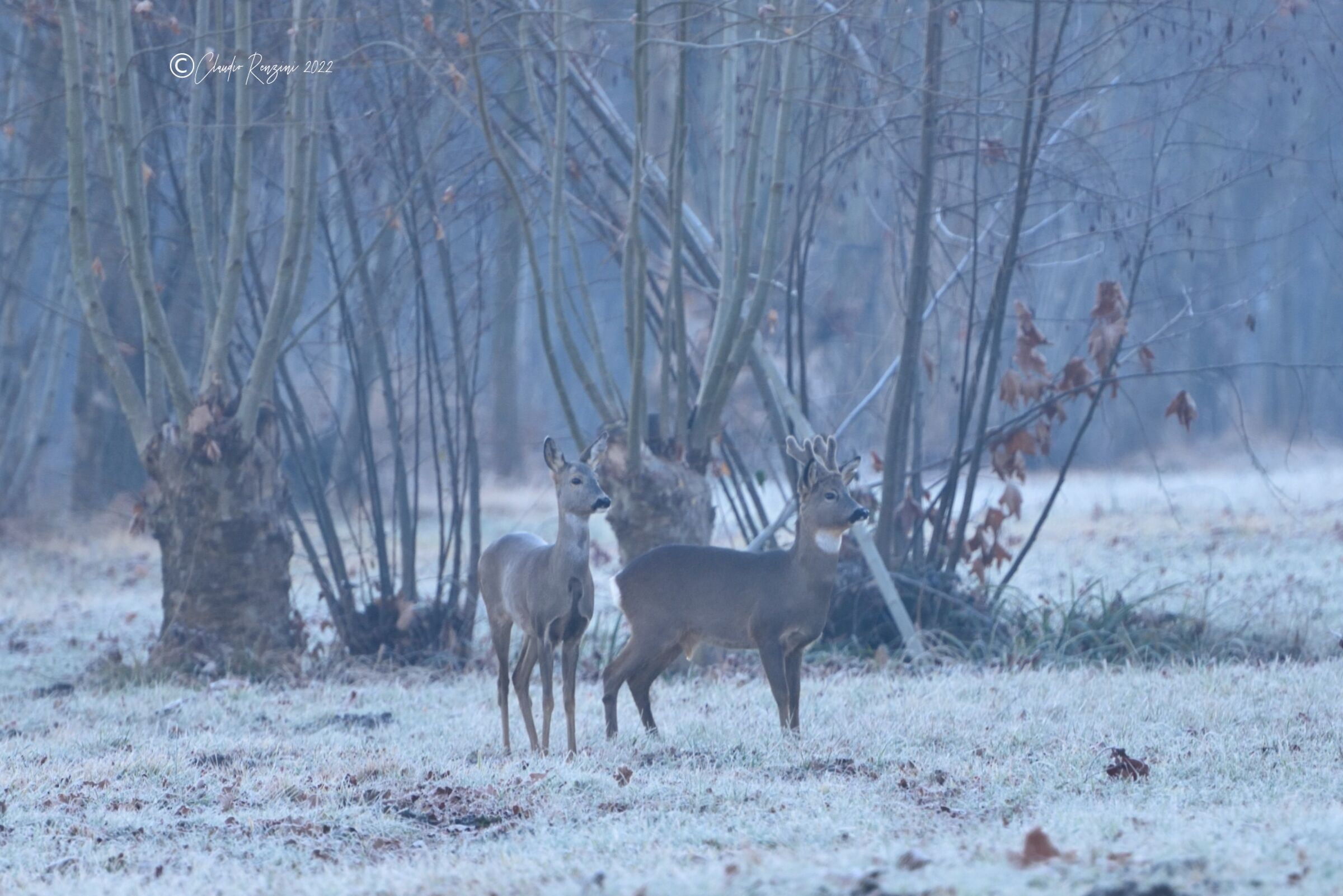 the winter of couples
