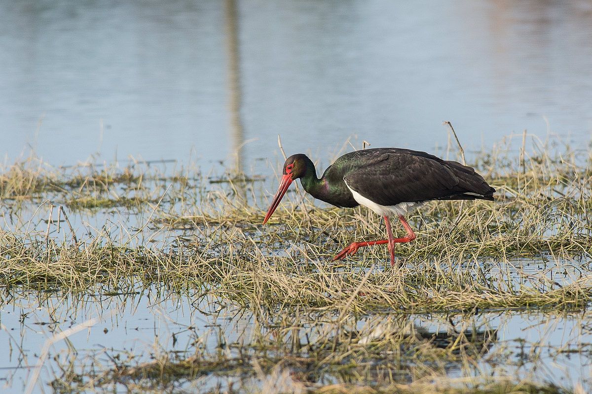 Black Stork ... D7100