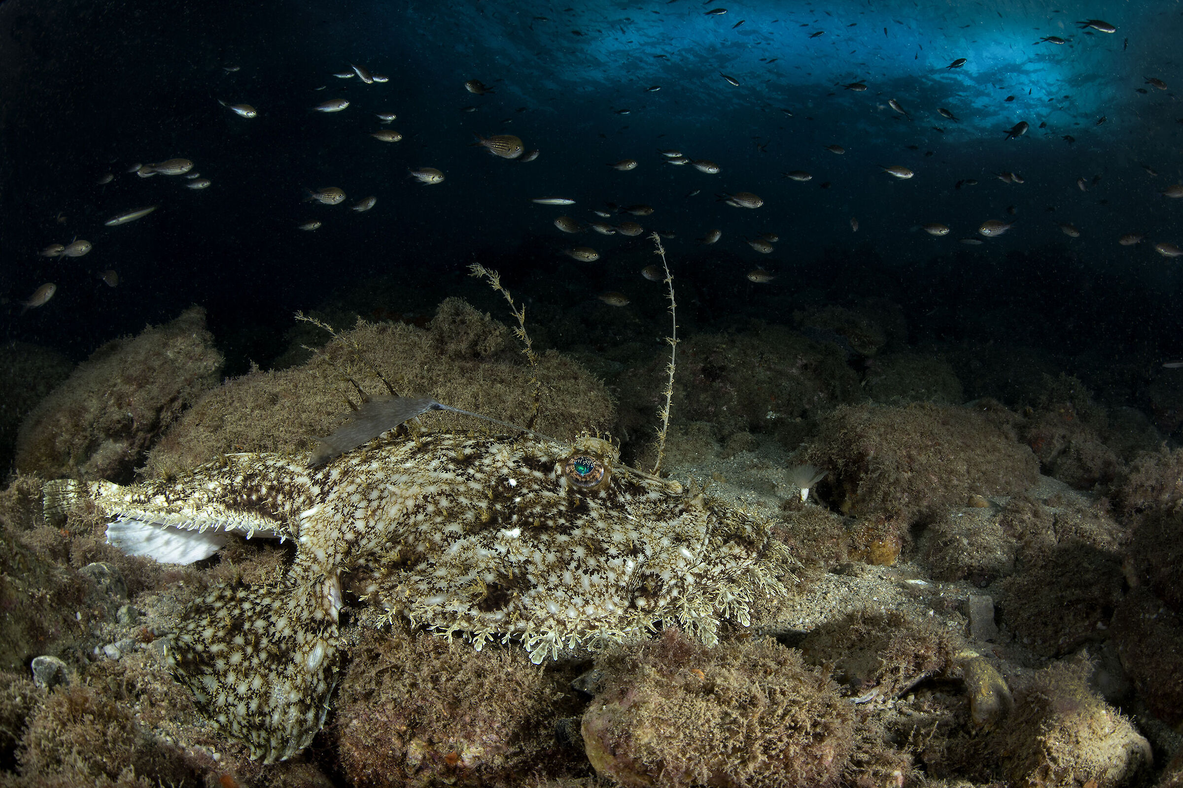 L'attesa (Rana pescatrice)