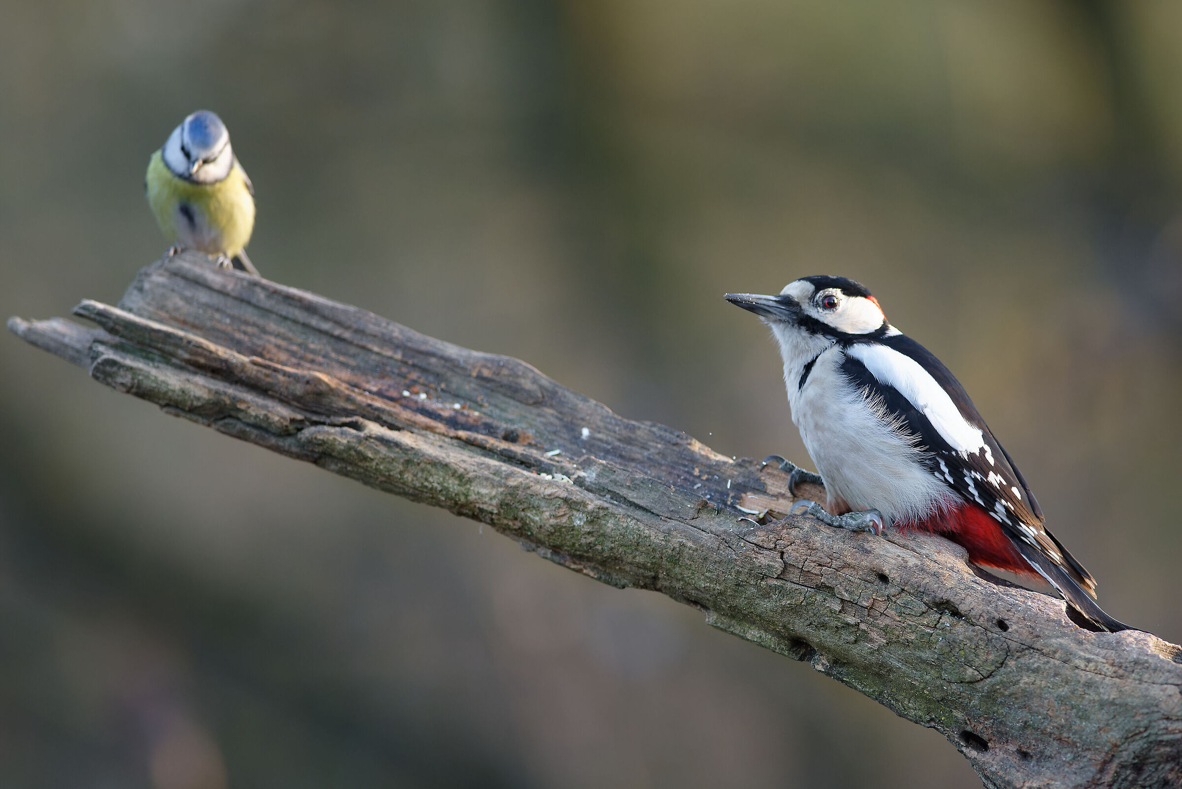 The and the Woodpecker