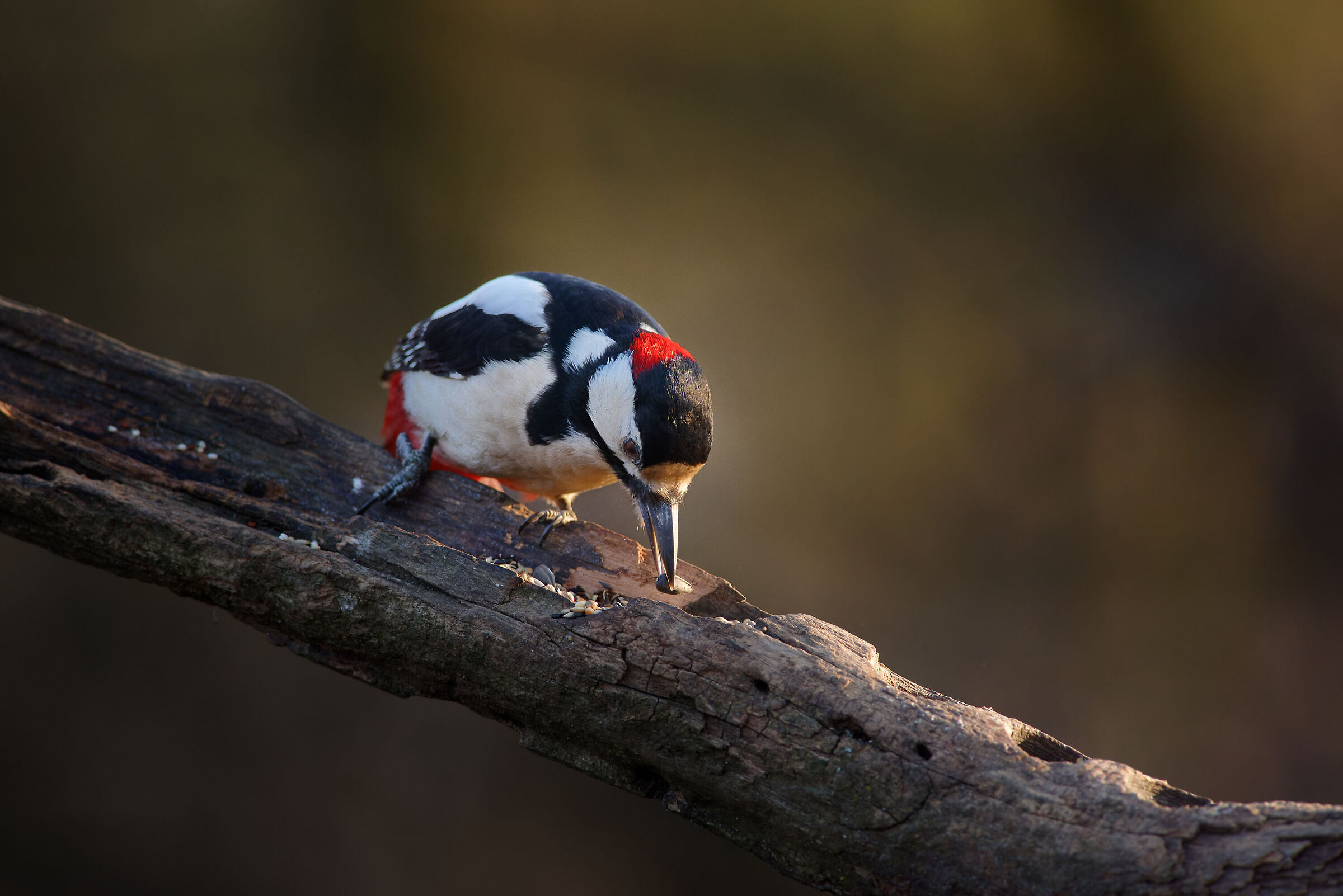 Picchio Rosso Maggiore