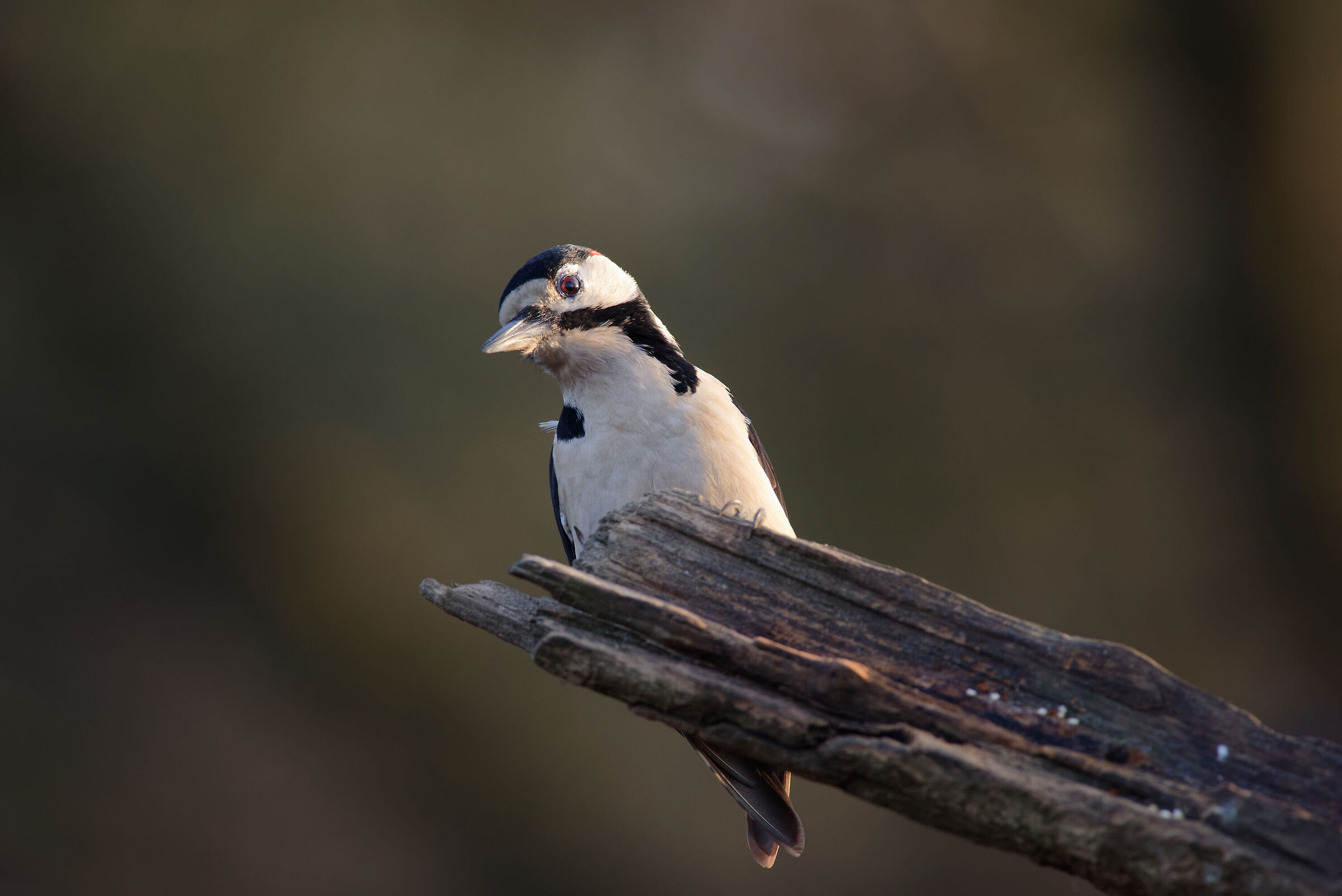 Picchio Rosso Maggiore