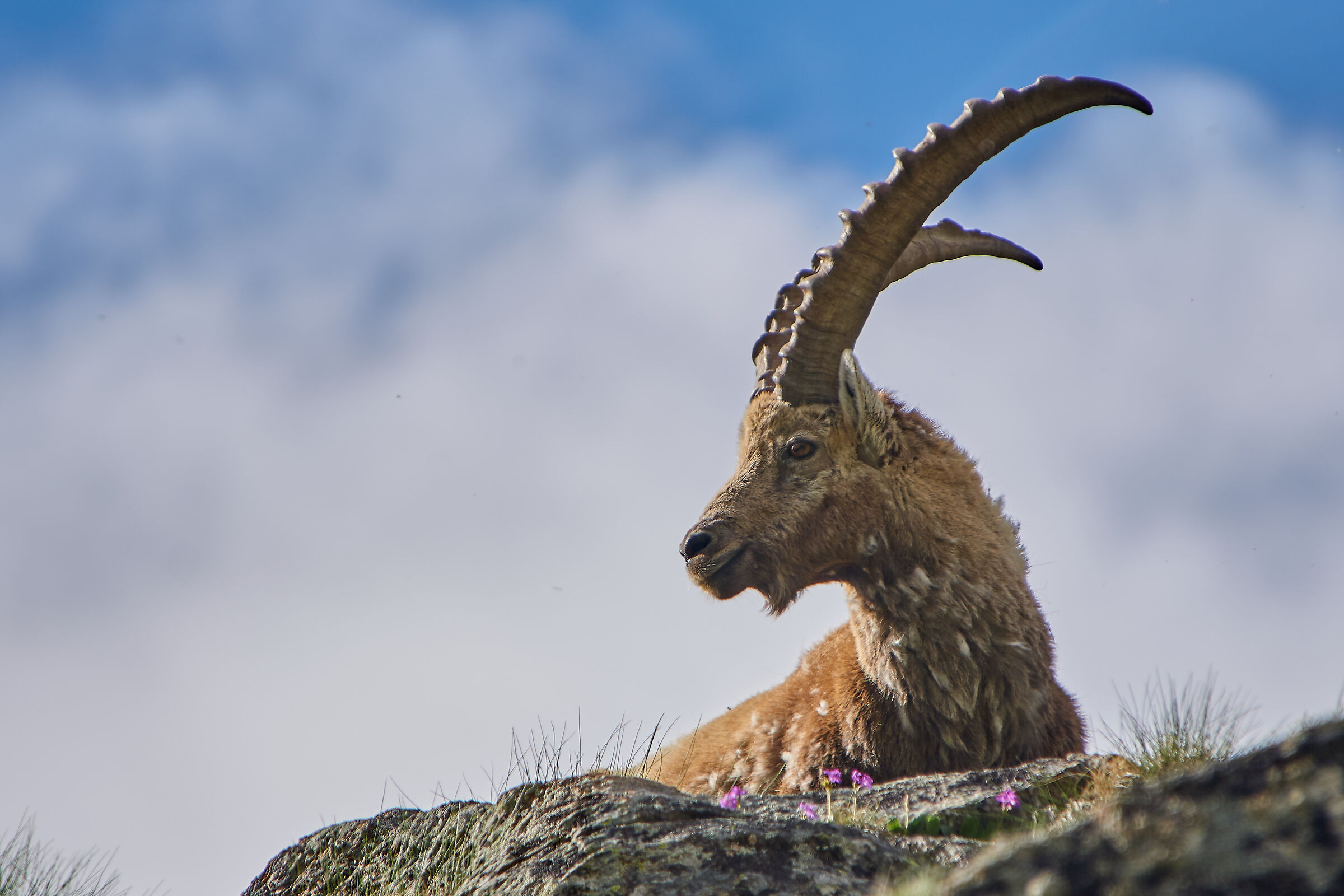 Ibex