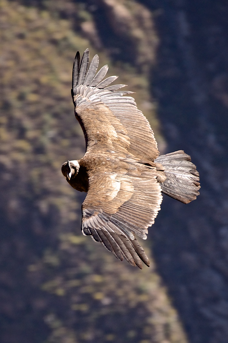 Condor Andino (immaturo)