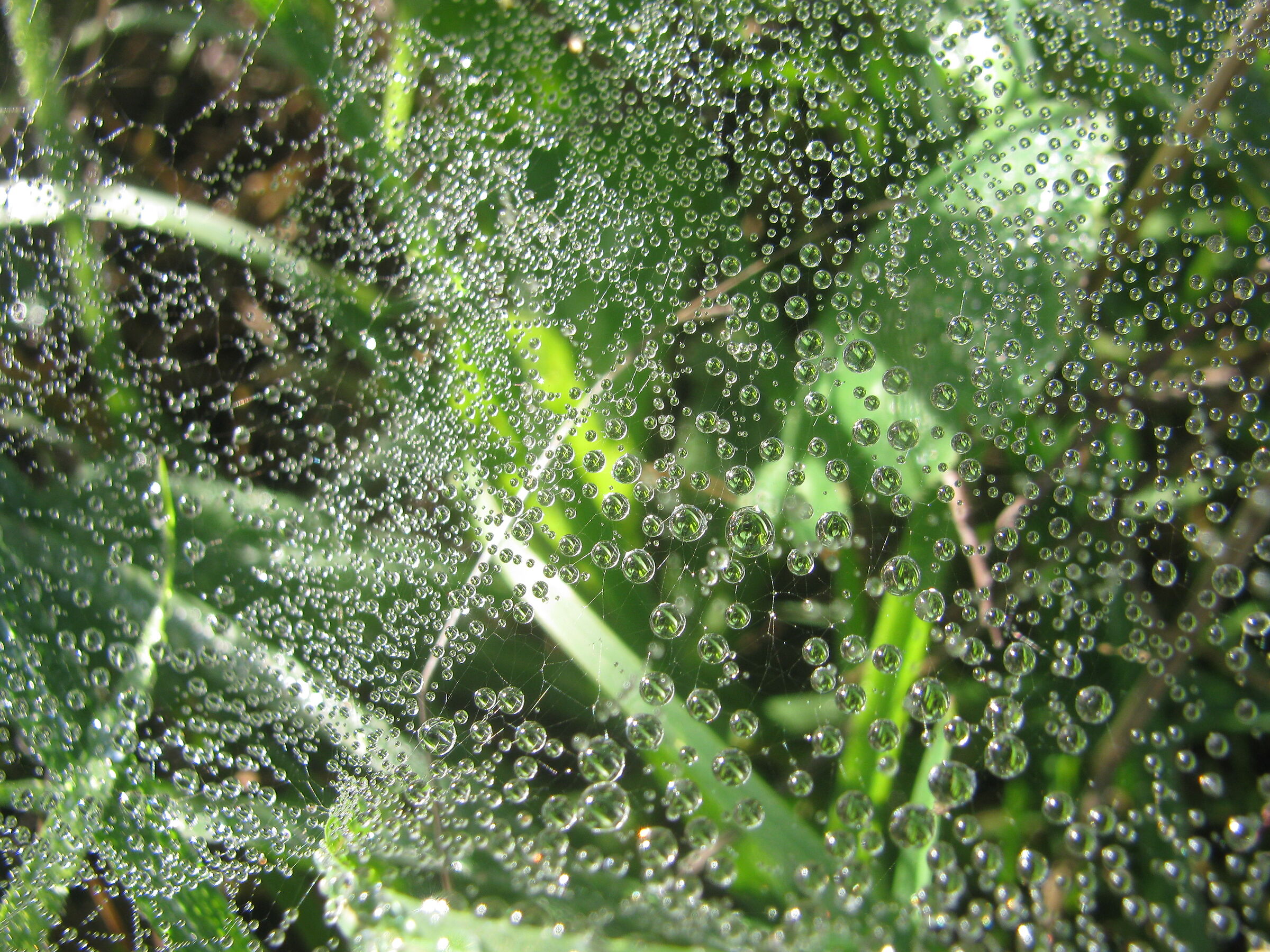 Frost