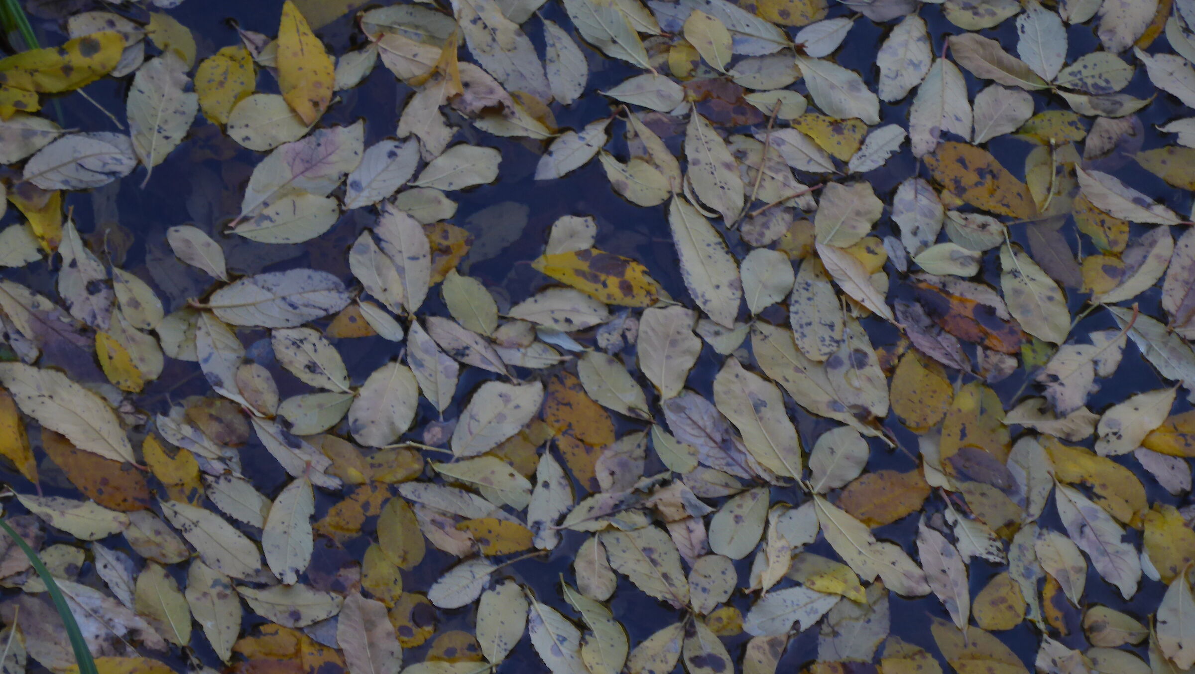 leaveleaves