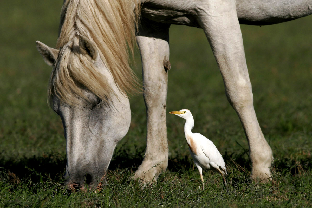 airone guardabuoi & cavallo