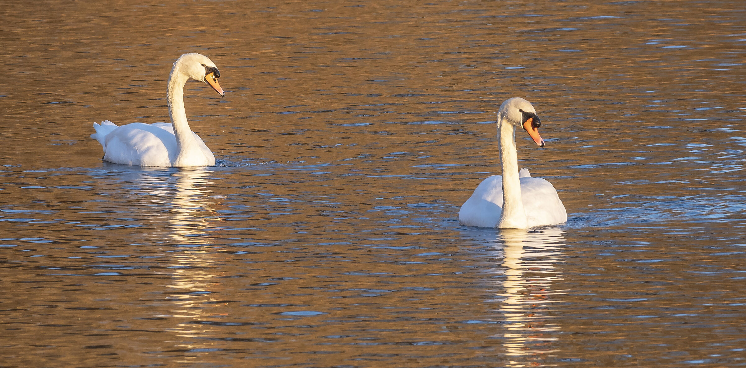 Wednesday, 12 January 2022, 16:34:16