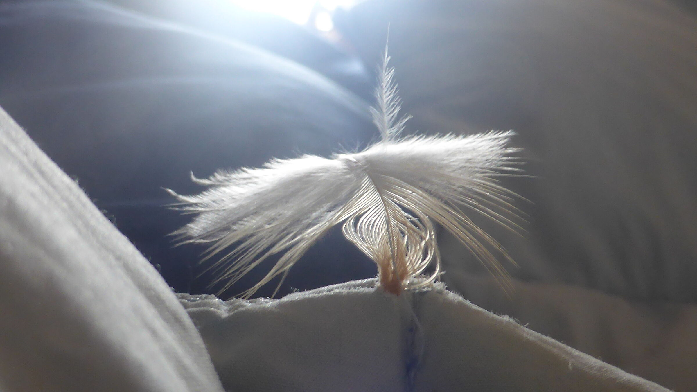 feather